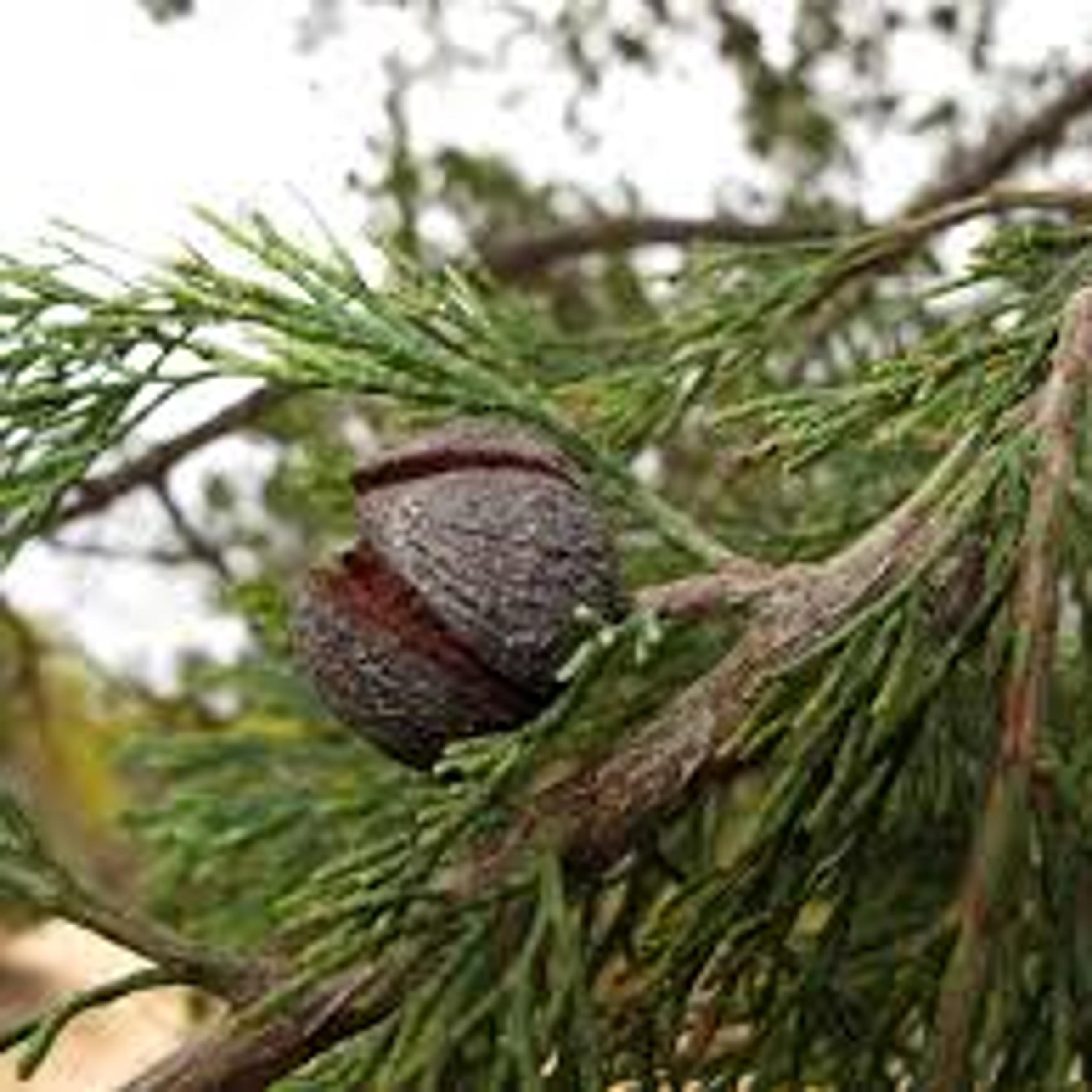 Callitris gracilis