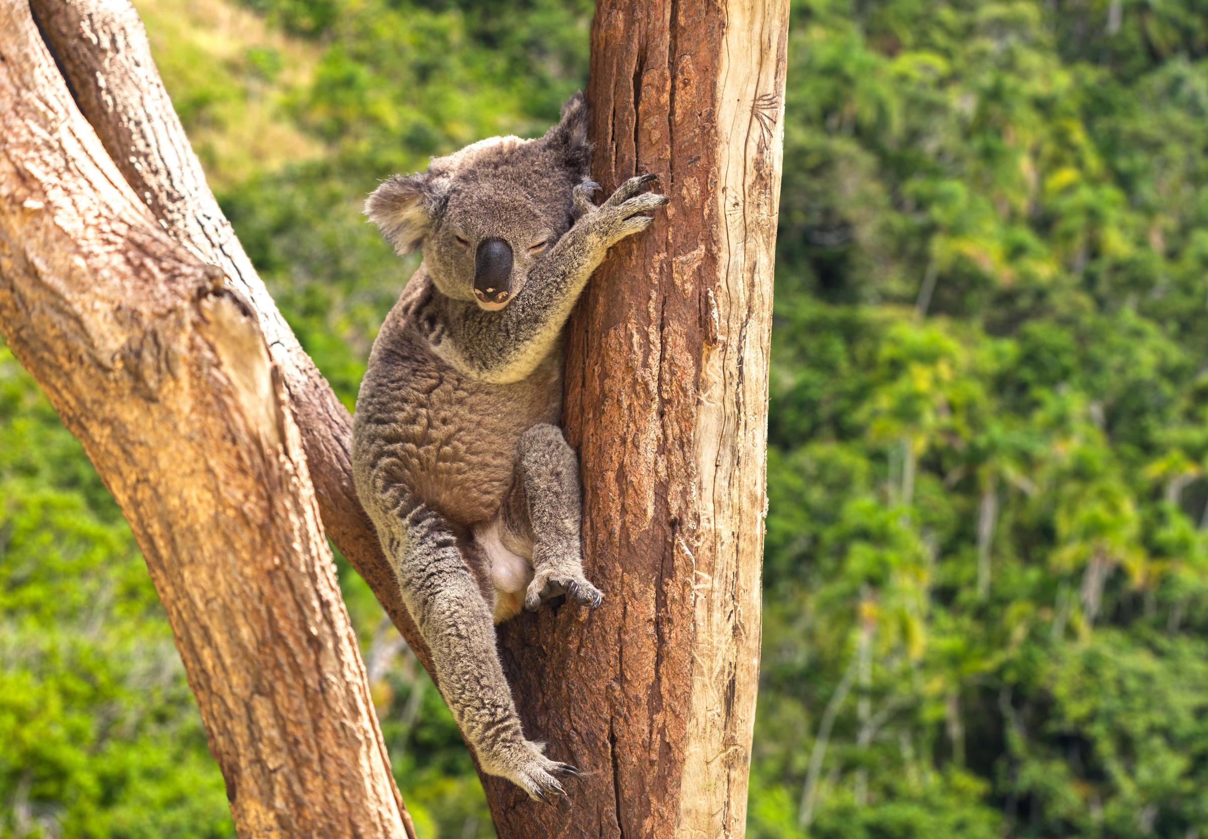 Koala sleeping in gum tree