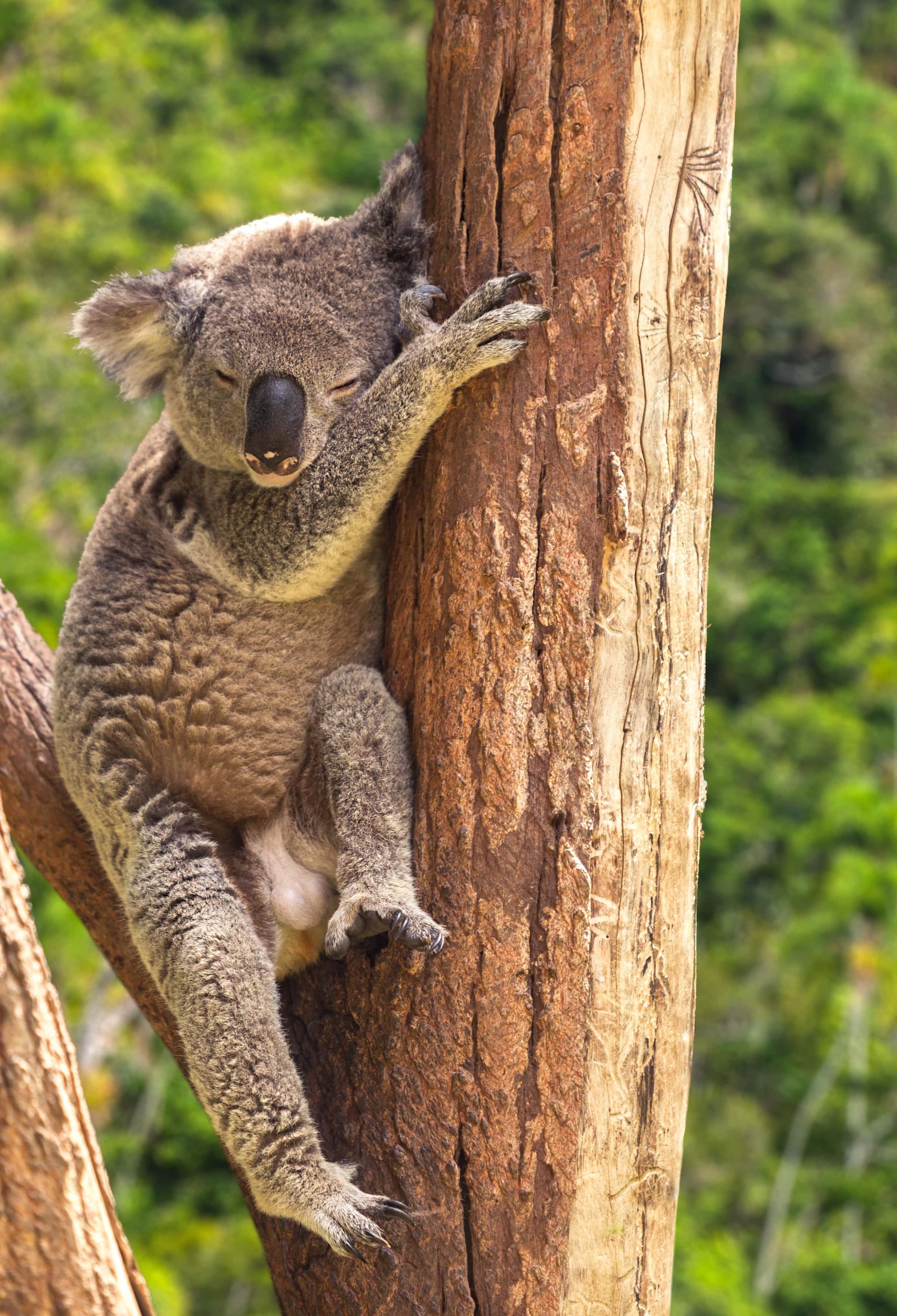 Koala sleeping in gum tree