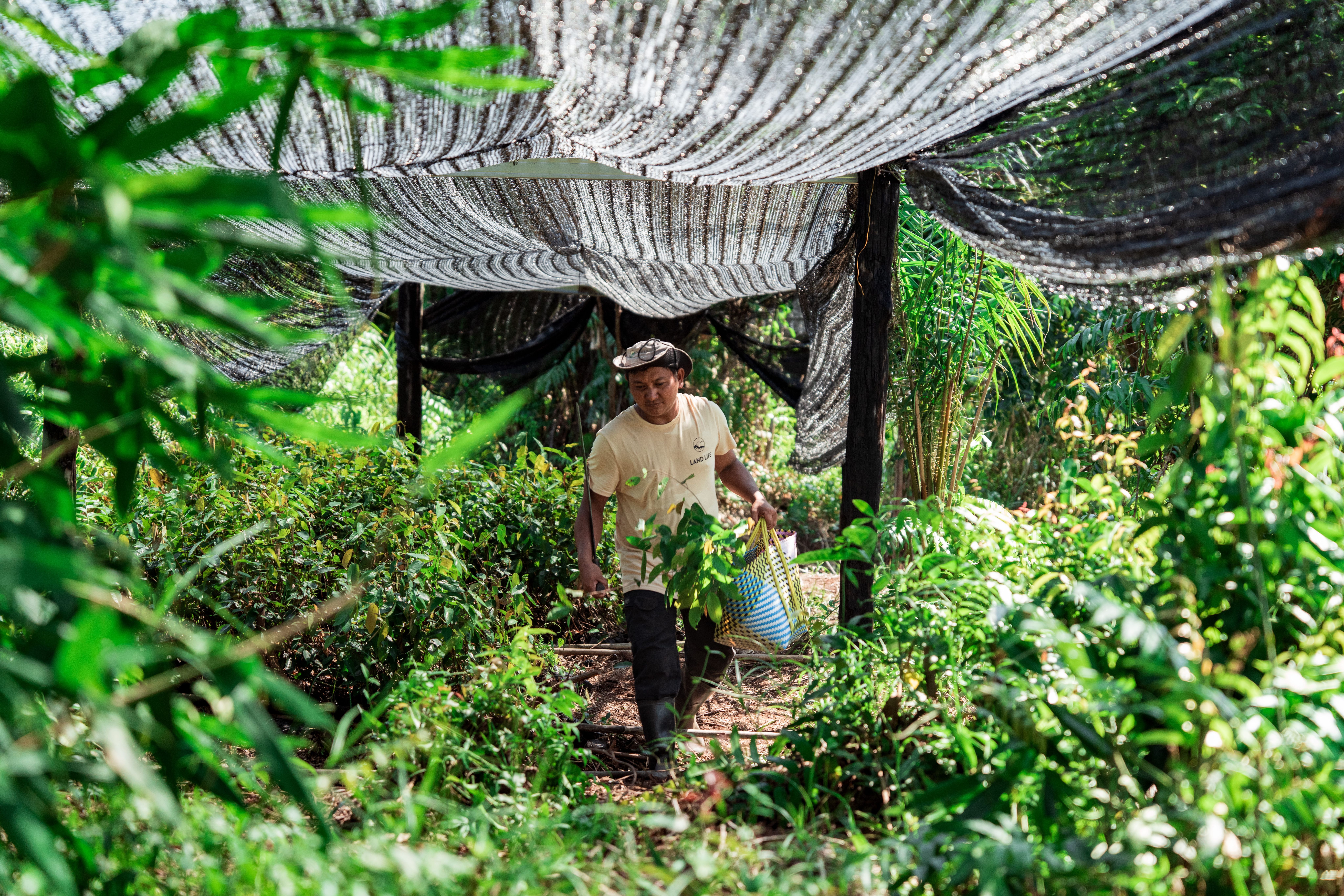 Man carrying seedlings in local nursery in borneo Indonesia