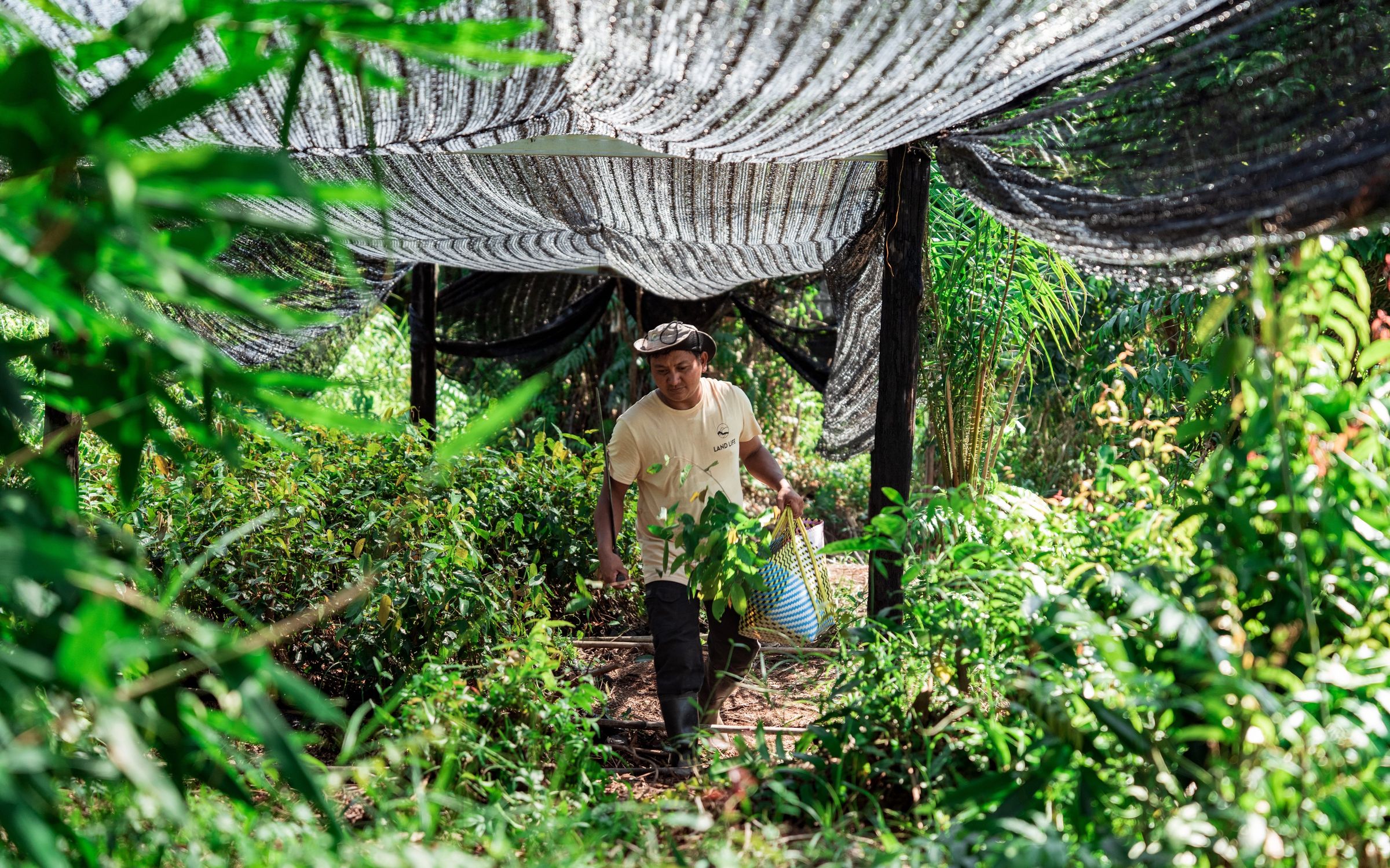 Man carrying seedlings in local nursery in borneo Indonesia