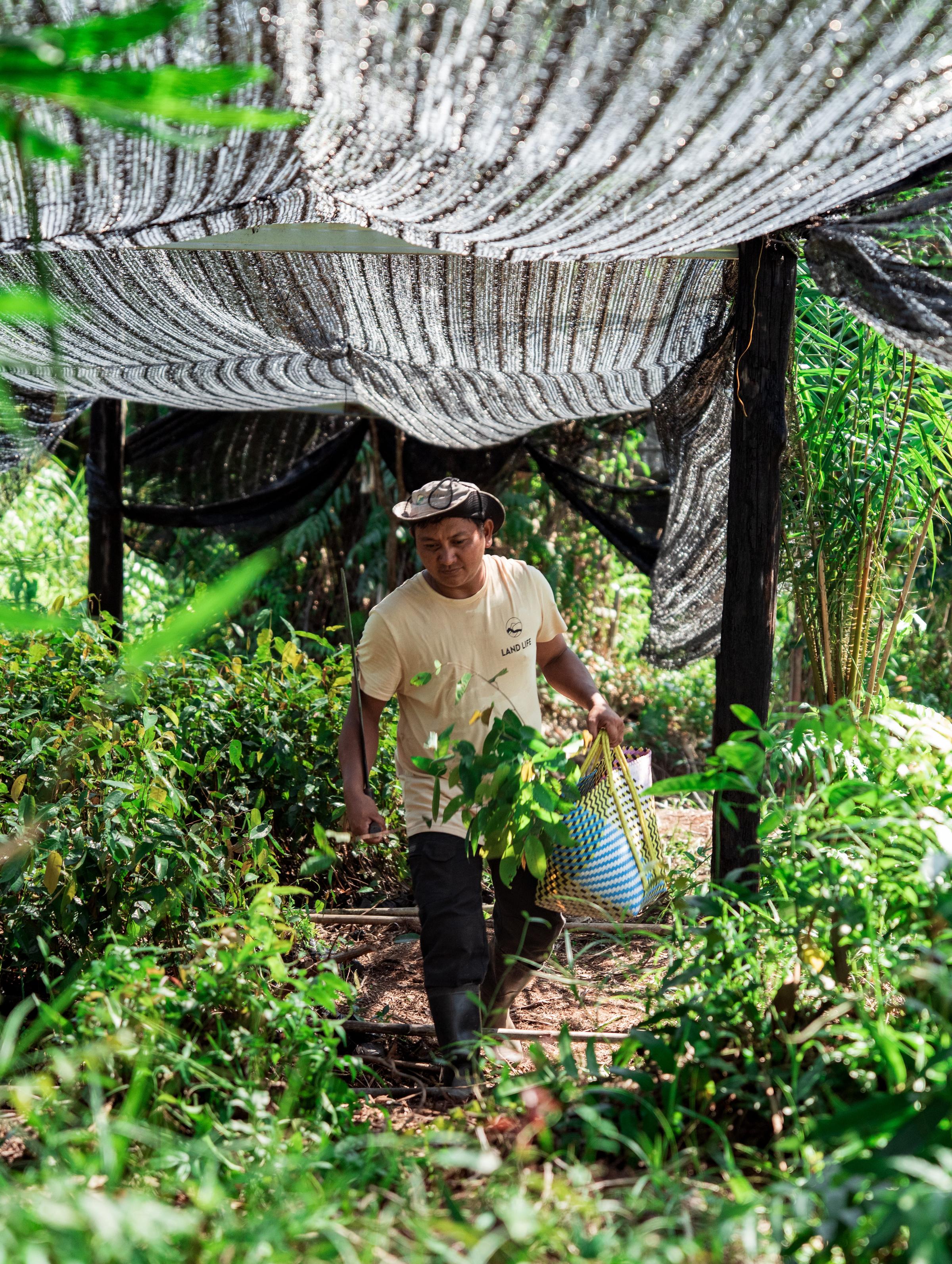 Power through Nature: Measuring the Social and Environmental Value of Reforestation