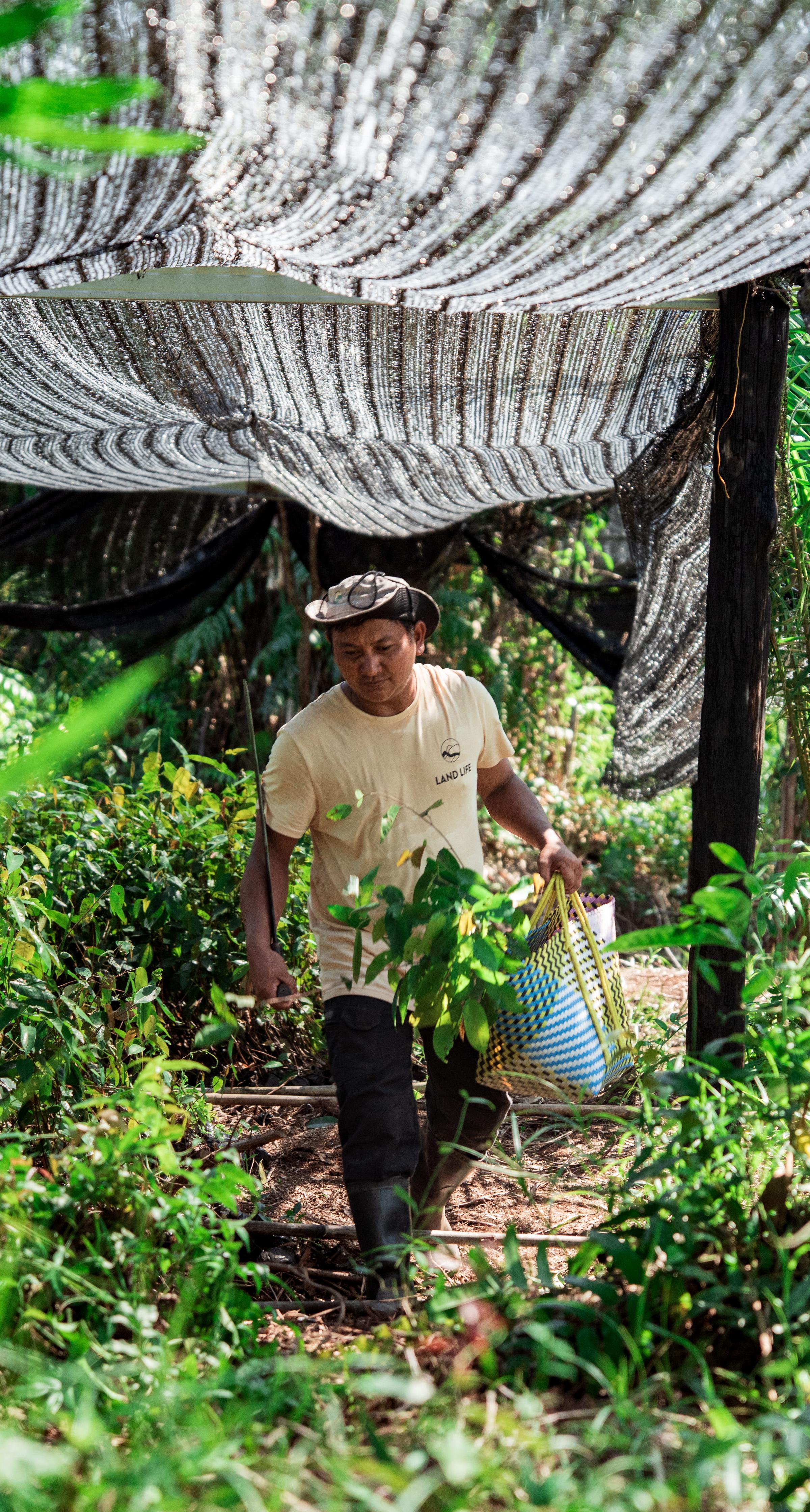 Man carrying seedlings in local nursery in borneo Indonesia