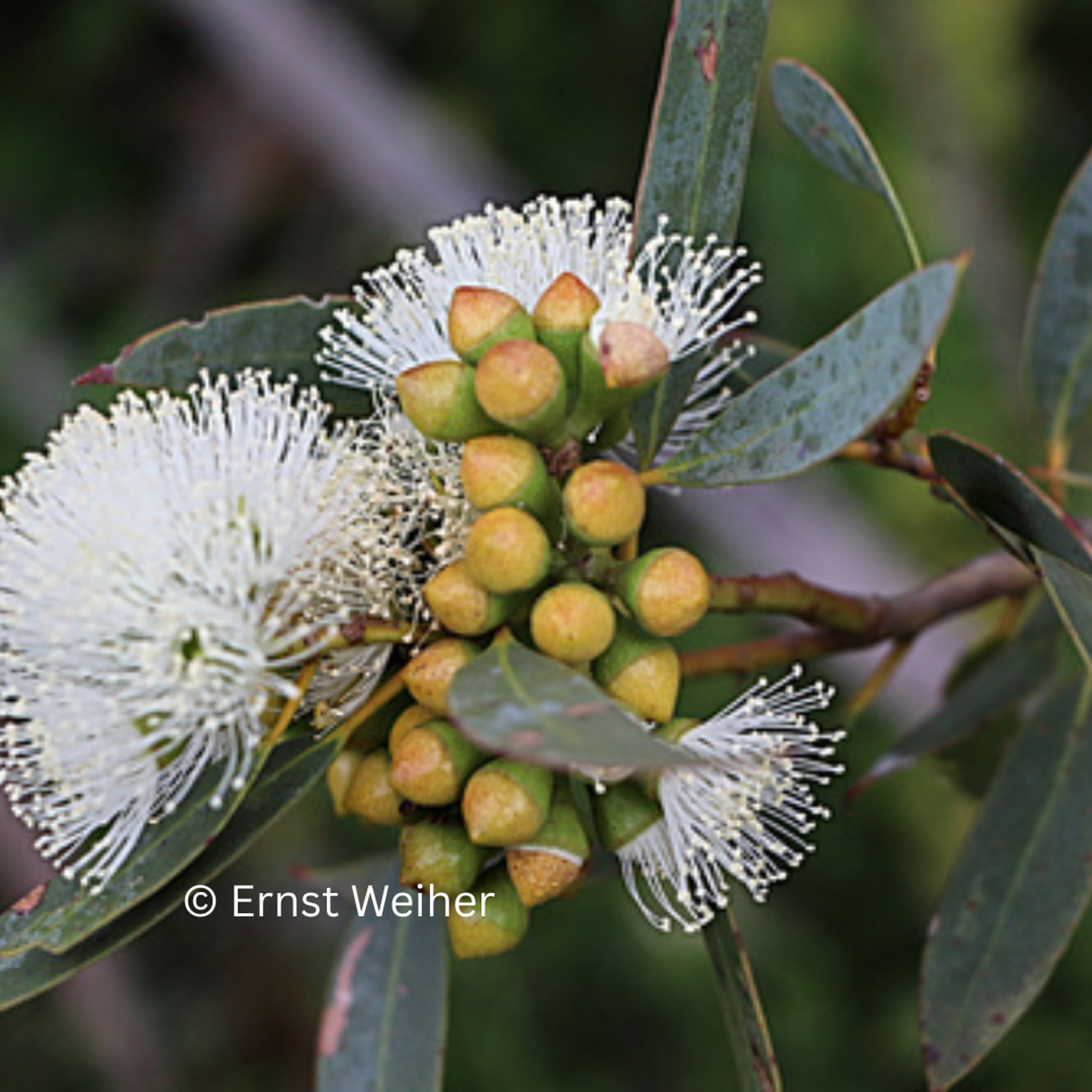 White Mallee