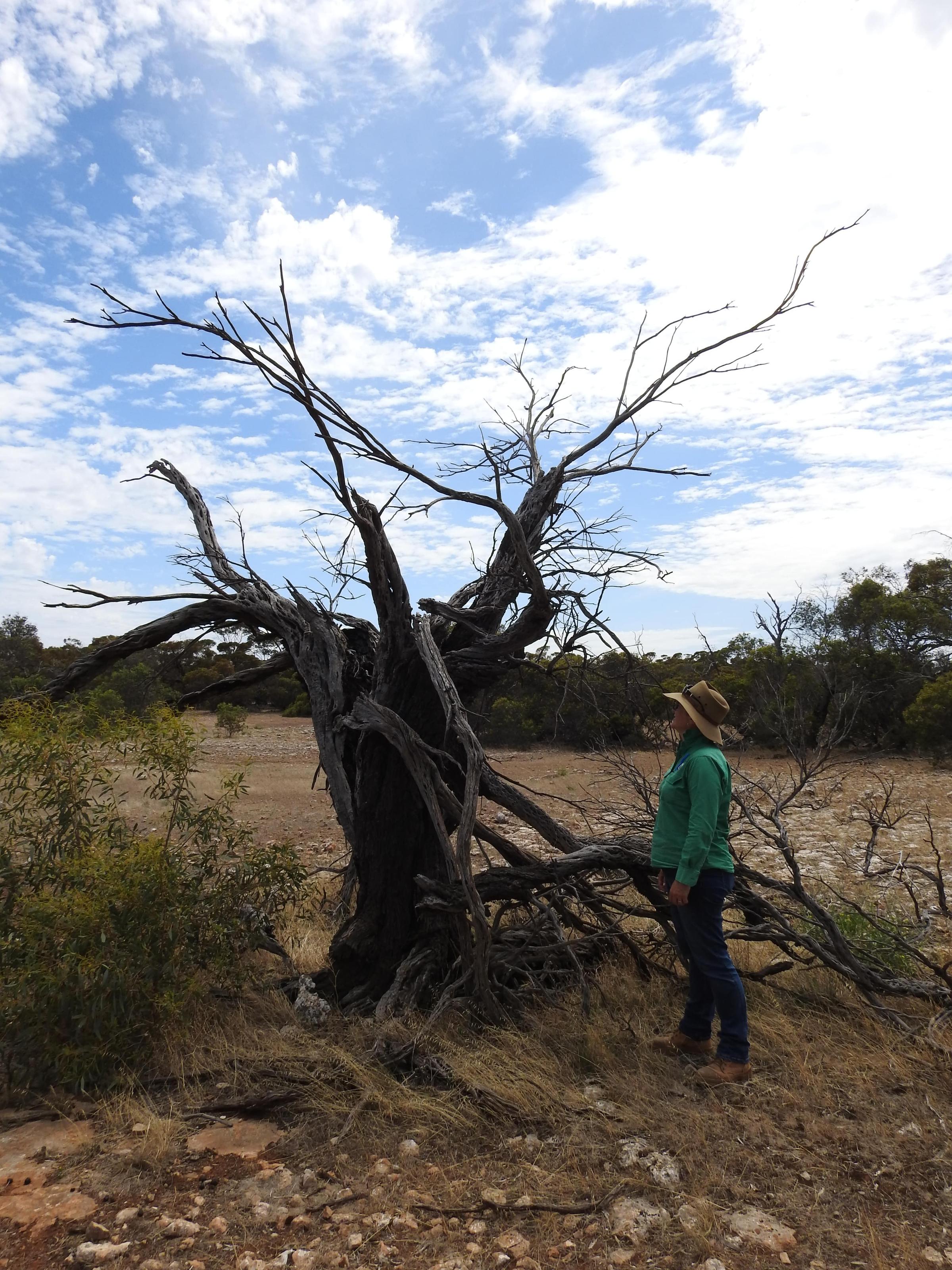 Dead Sheoak