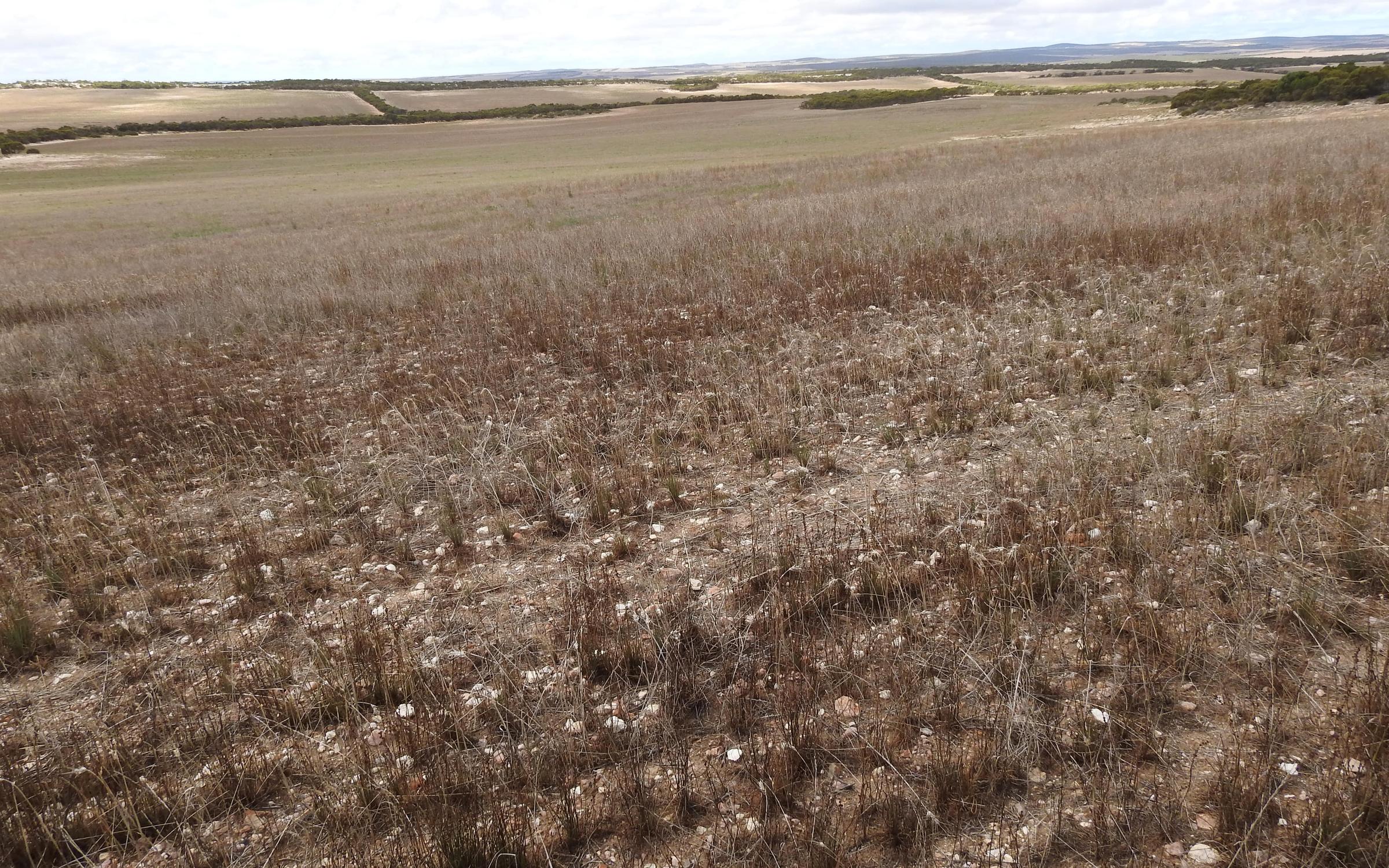 Degraded land in South Australia