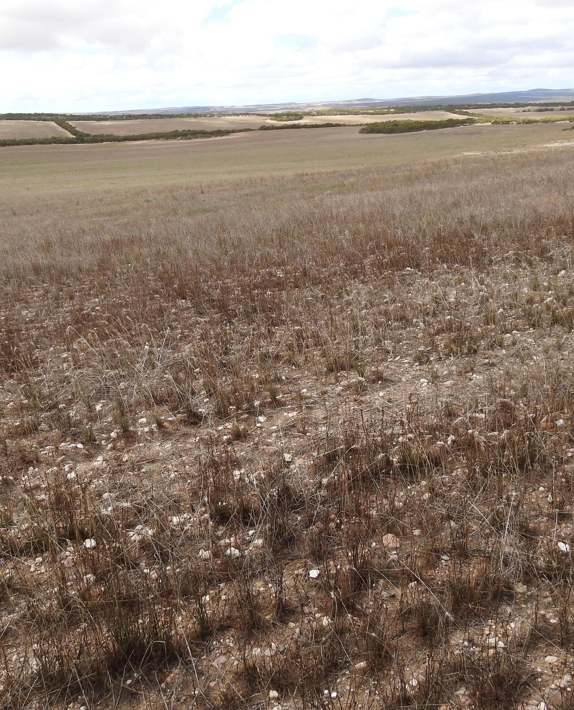 Degraded paddock South Australia