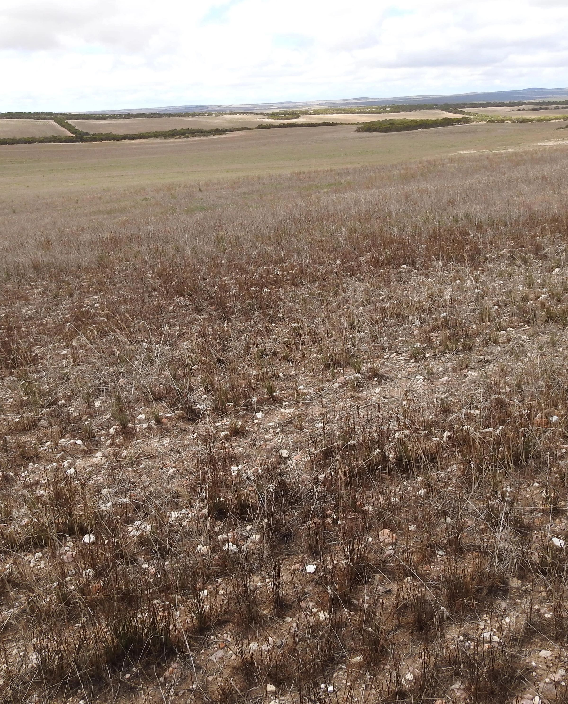 Degraded paddock South Australia