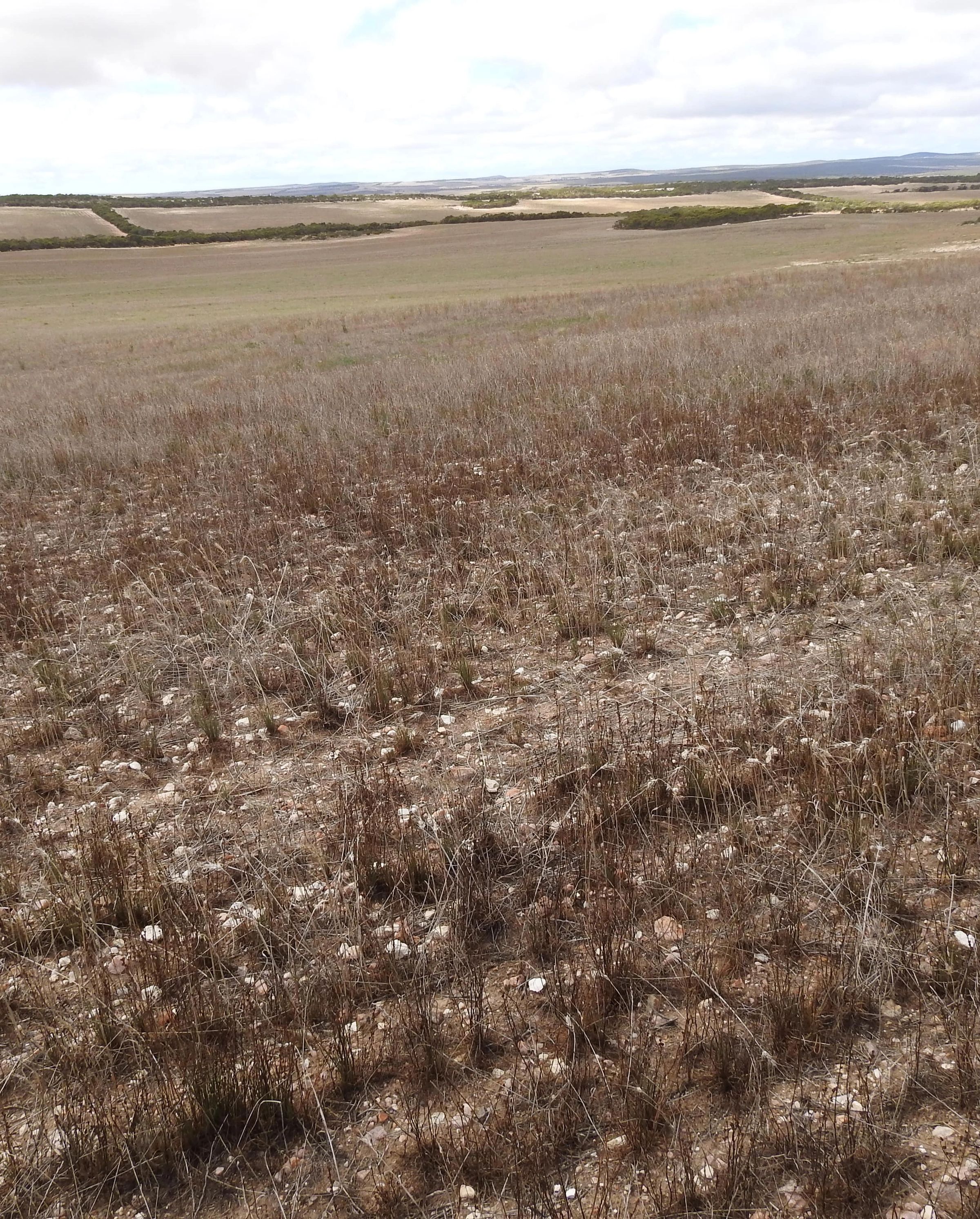 Degraded paddock South Australia