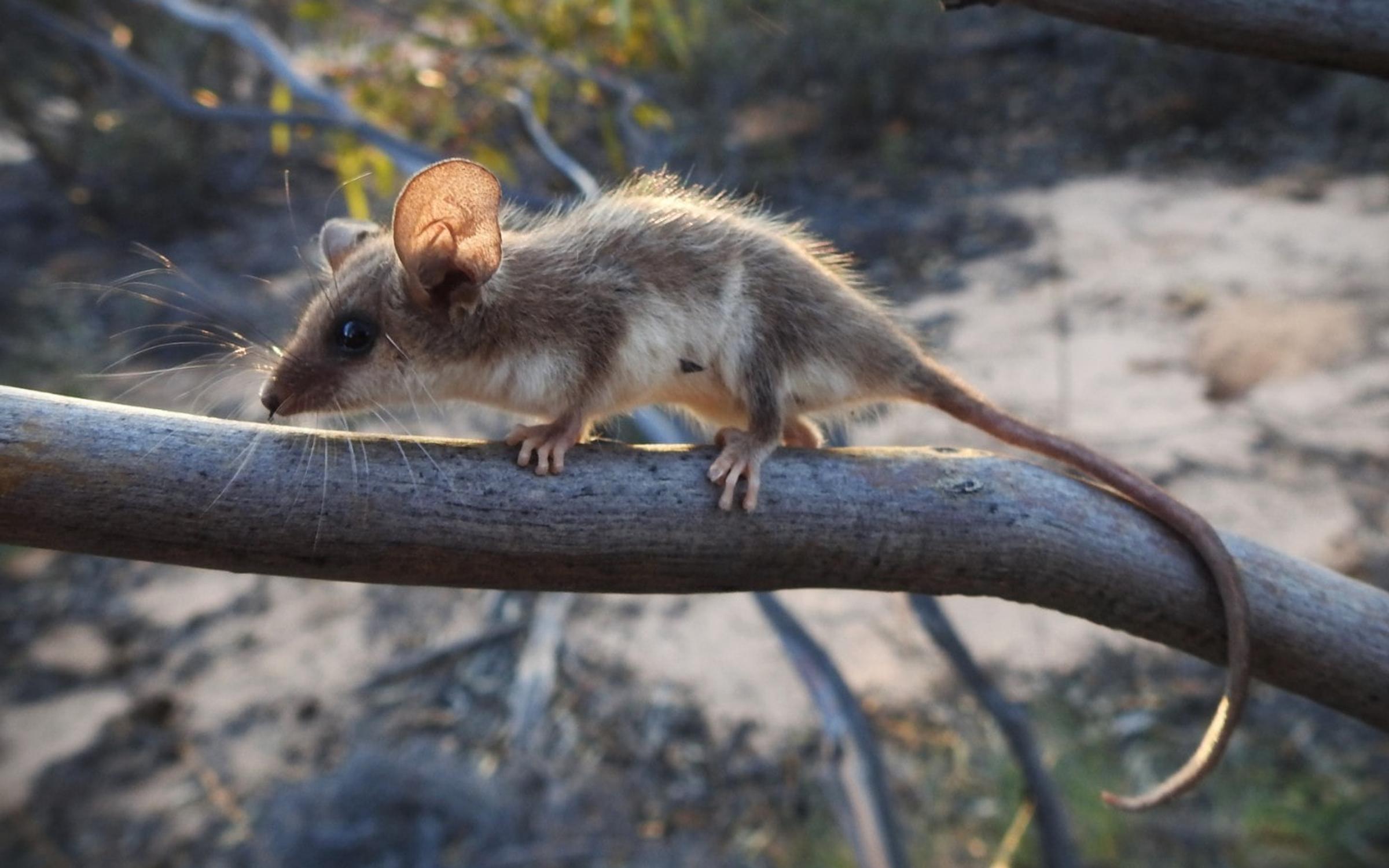 Western Pygmy Possum