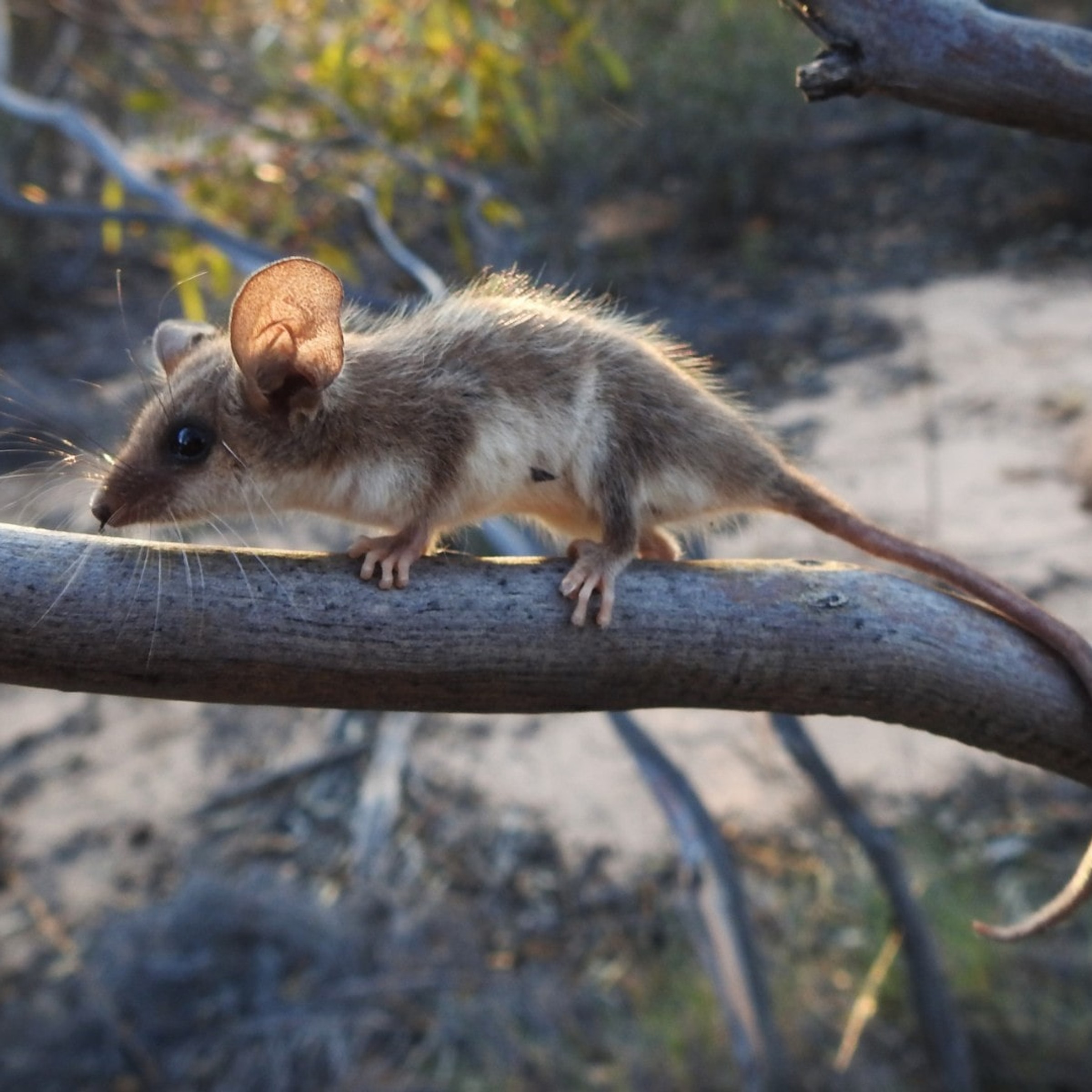 Pygmy Possum