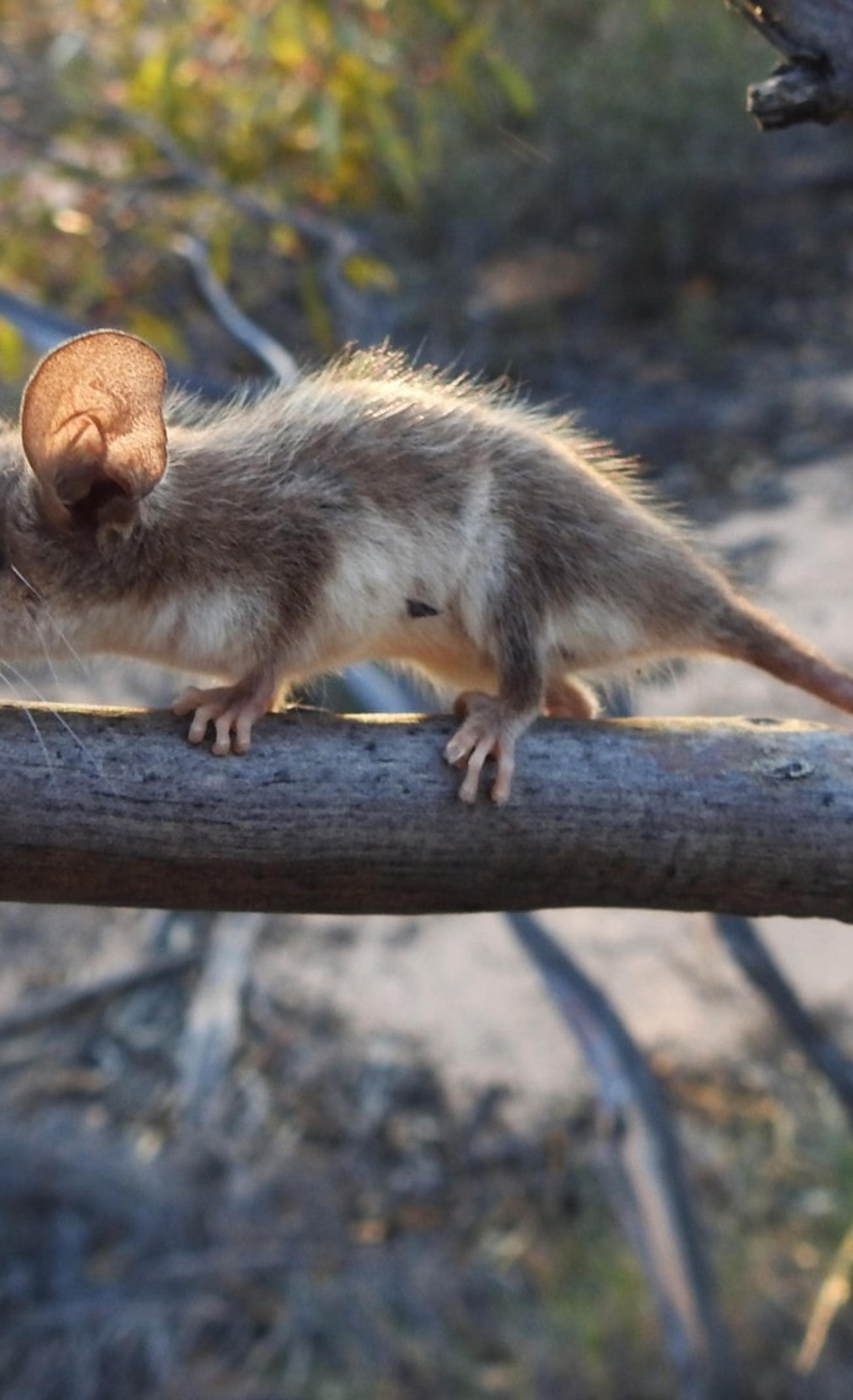 Western Pygmy Possum