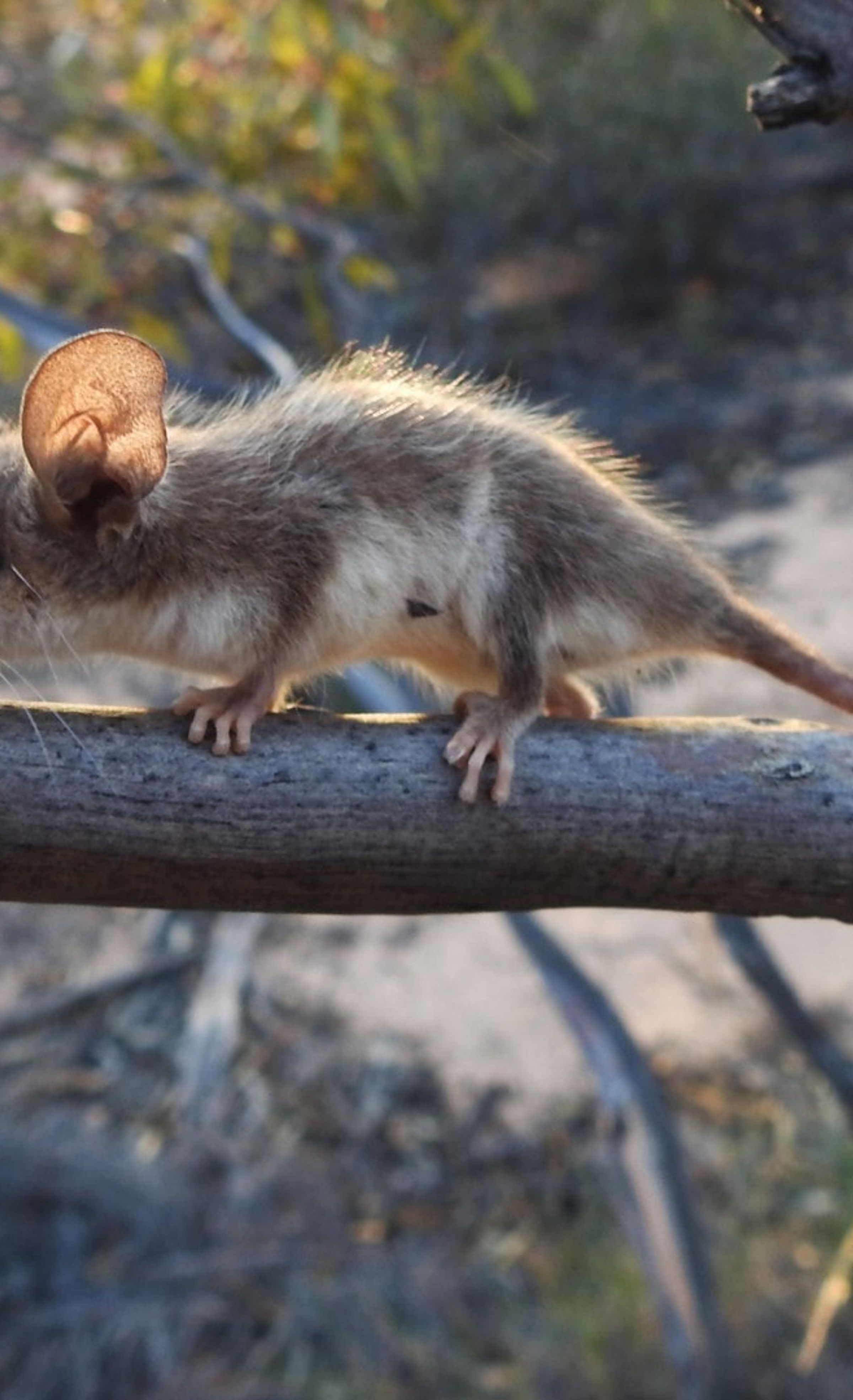 Western Pygmy Possum