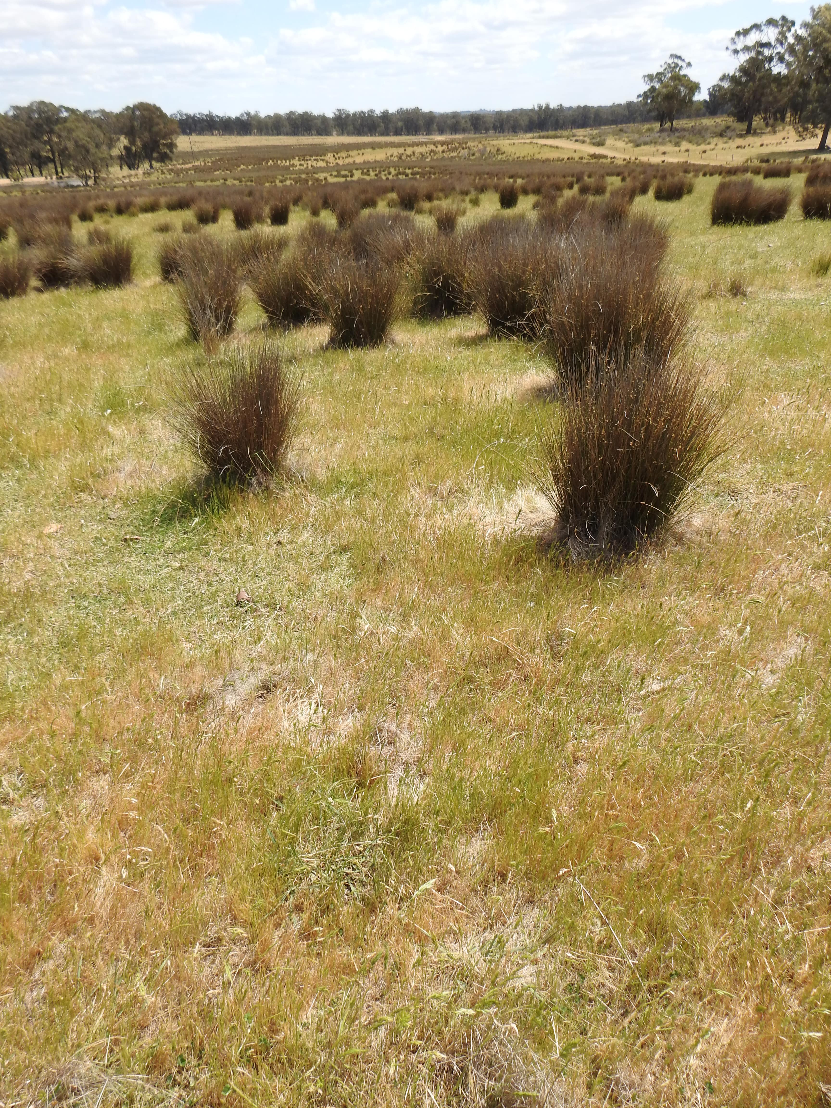 Degraded land at Upotipotpon Victoria