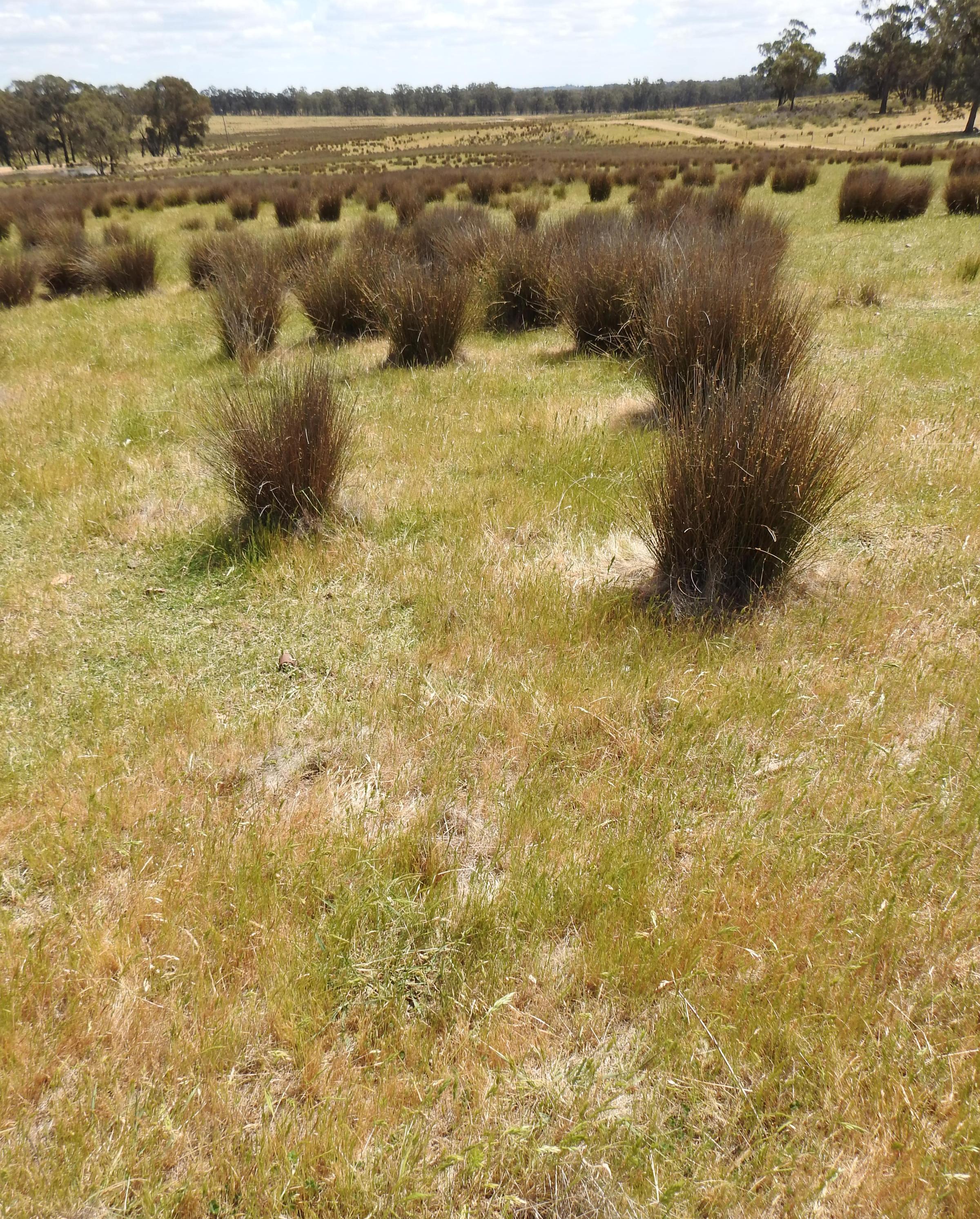 Degraded land at Upotipotpon Victoria