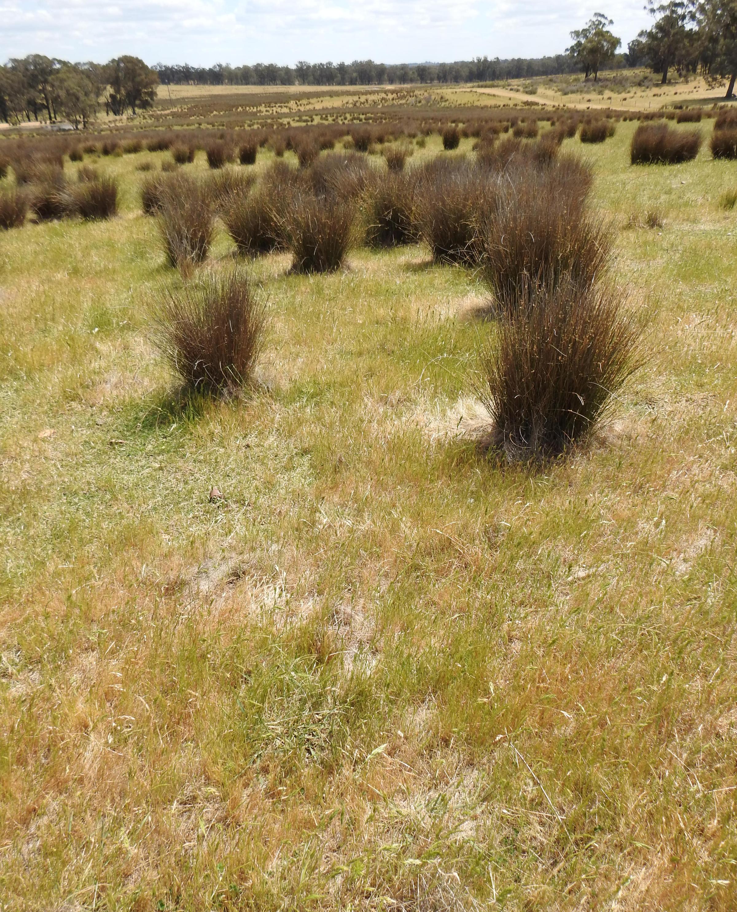 Degraded land at Upotipotpon Victoria