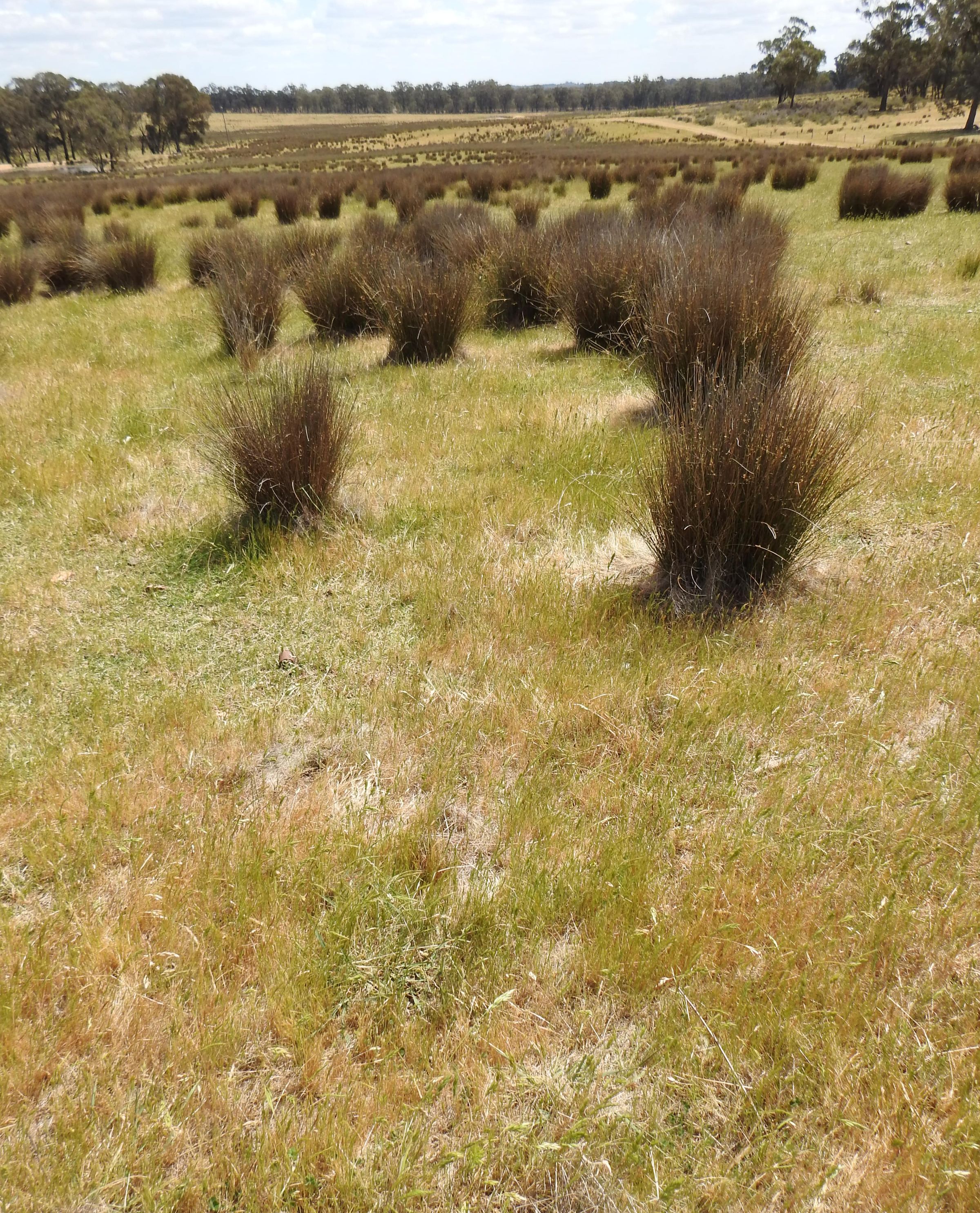 Degraded land at Upotipotpon Victoria
