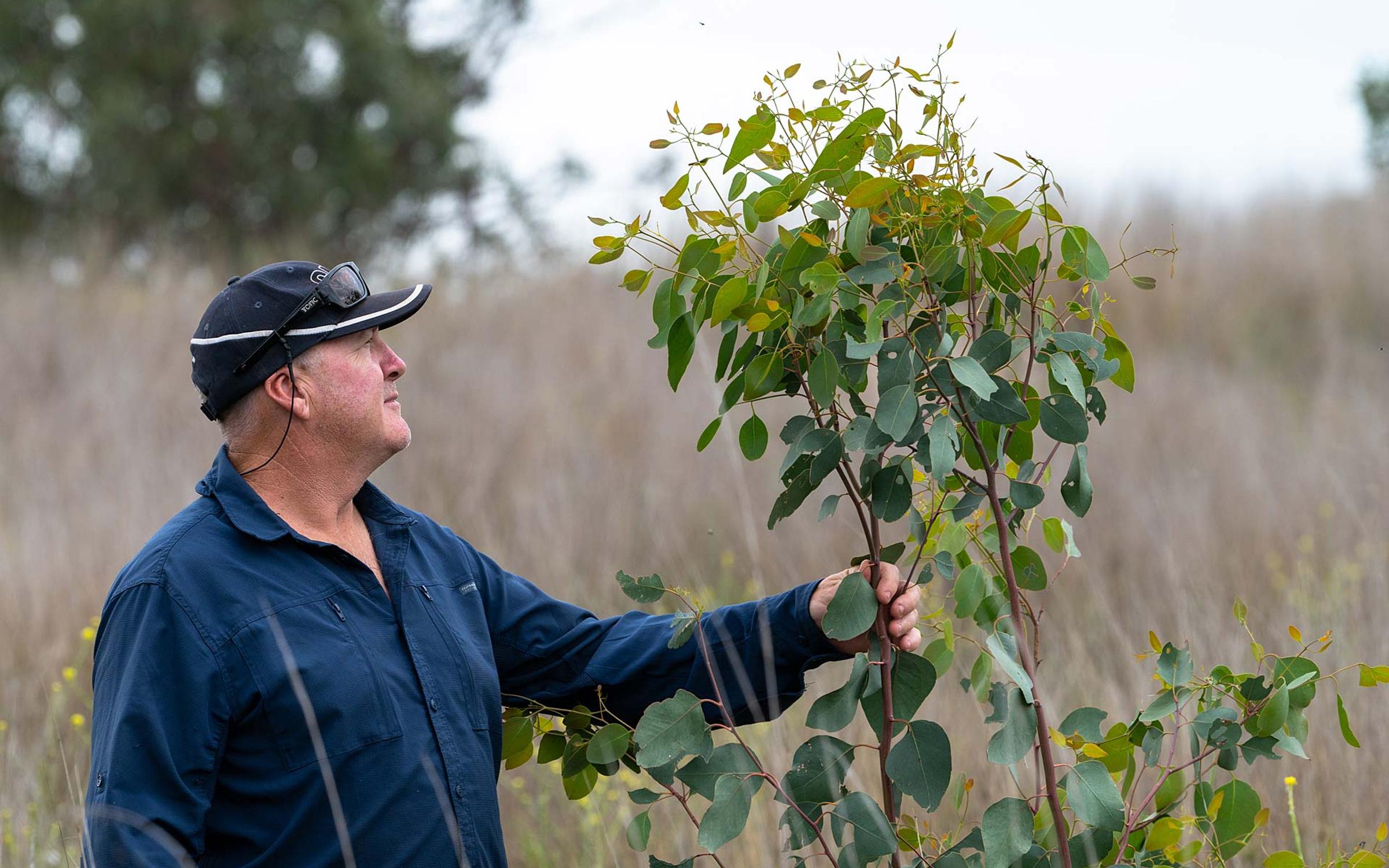 Man holding eucalyptus sapling