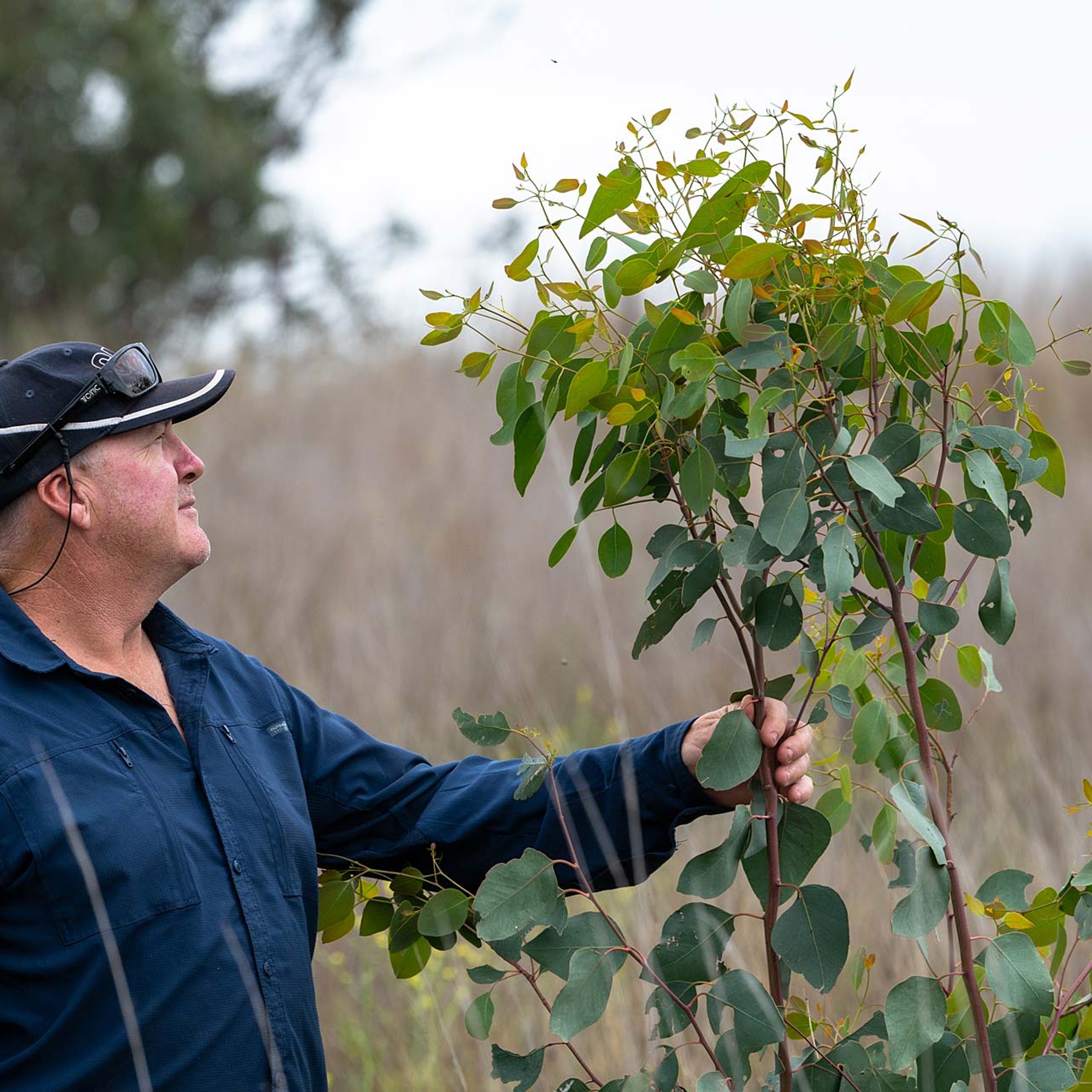 Man holding sapling