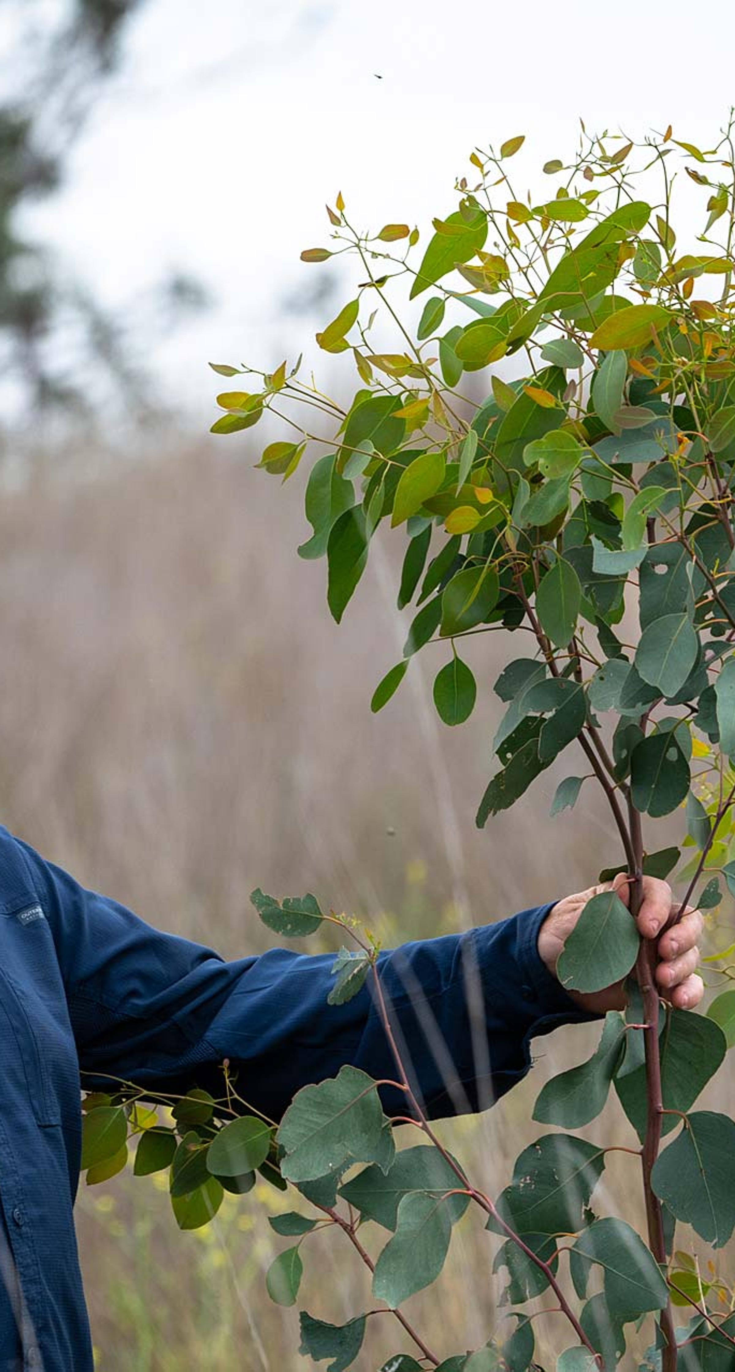 Man holding eucalyptus sapling