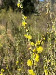 (Acacia flexifolia)