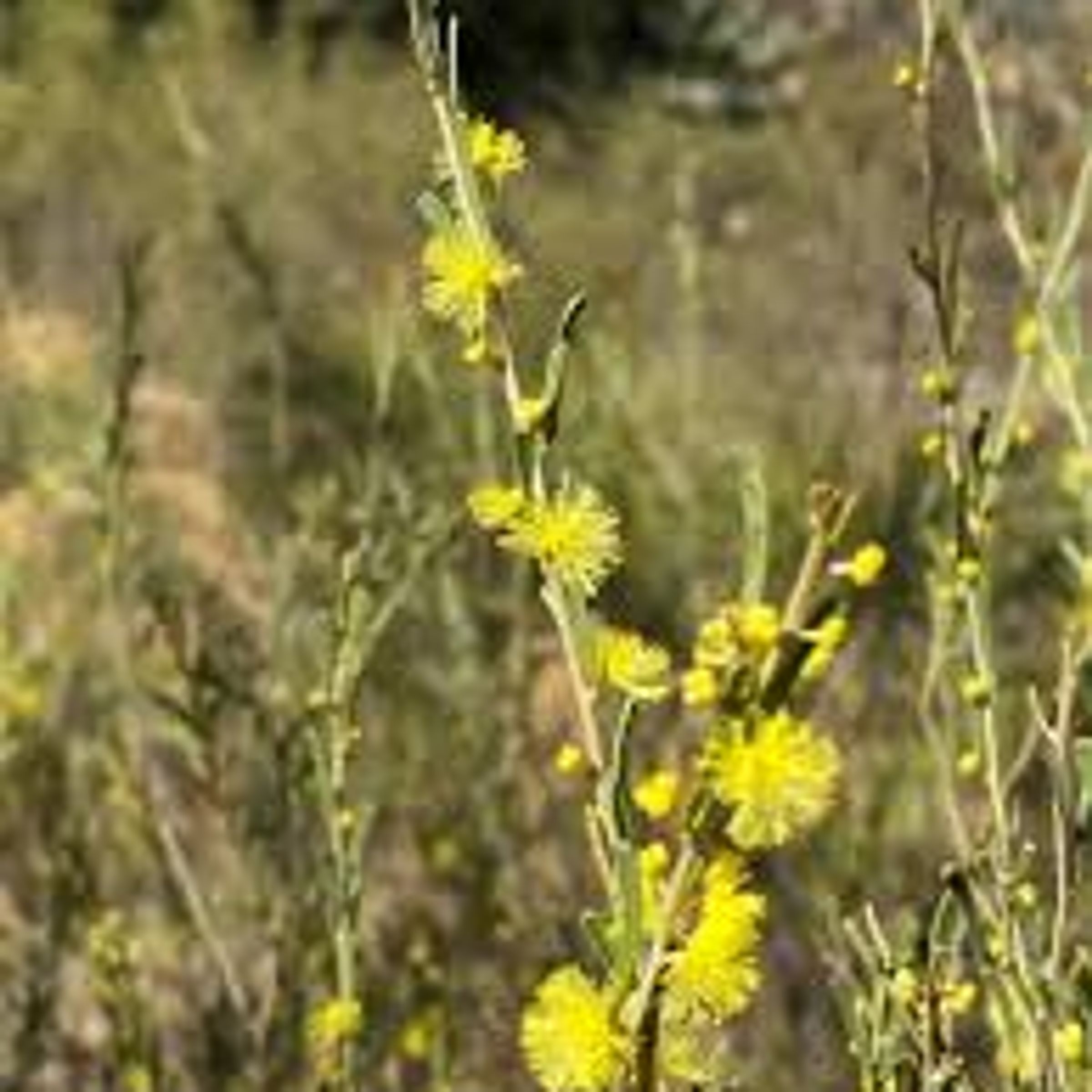 Acacia flexifolia