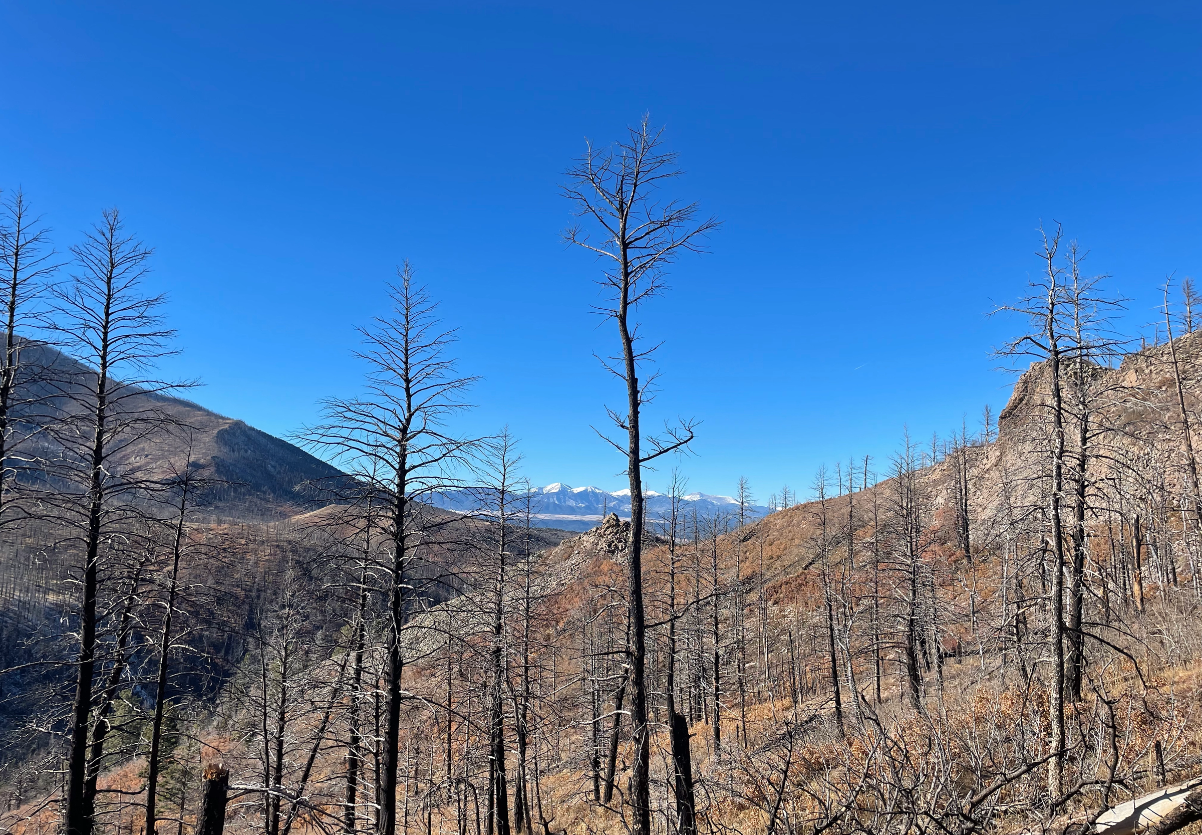 Wildfire ravaged forest