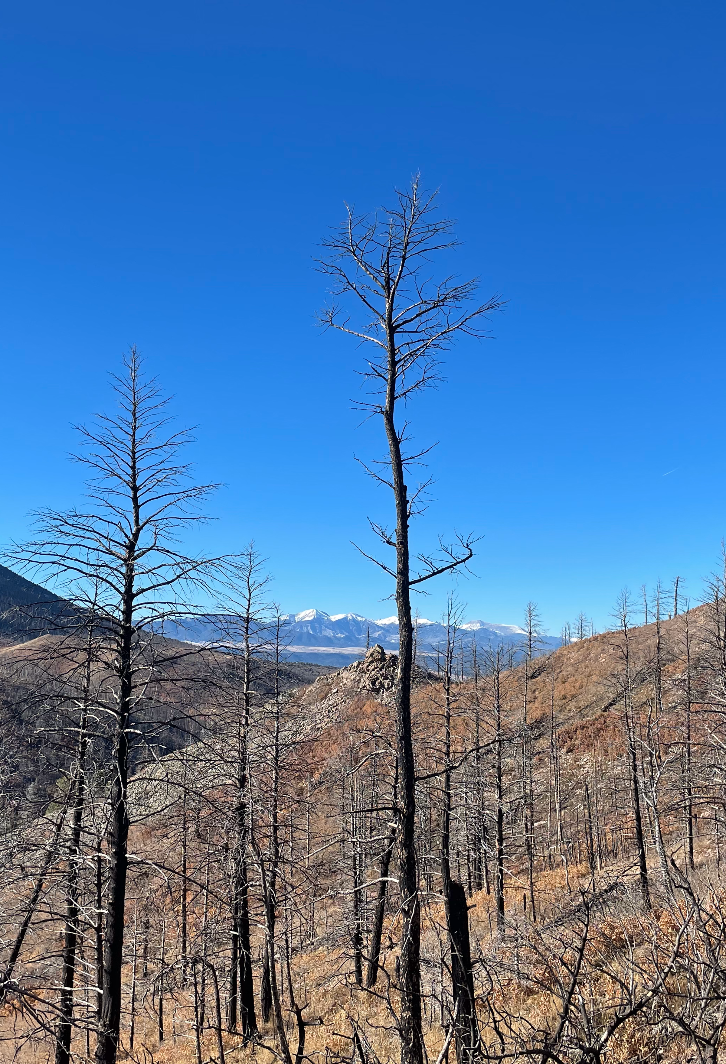 Wildfire ravaged forest