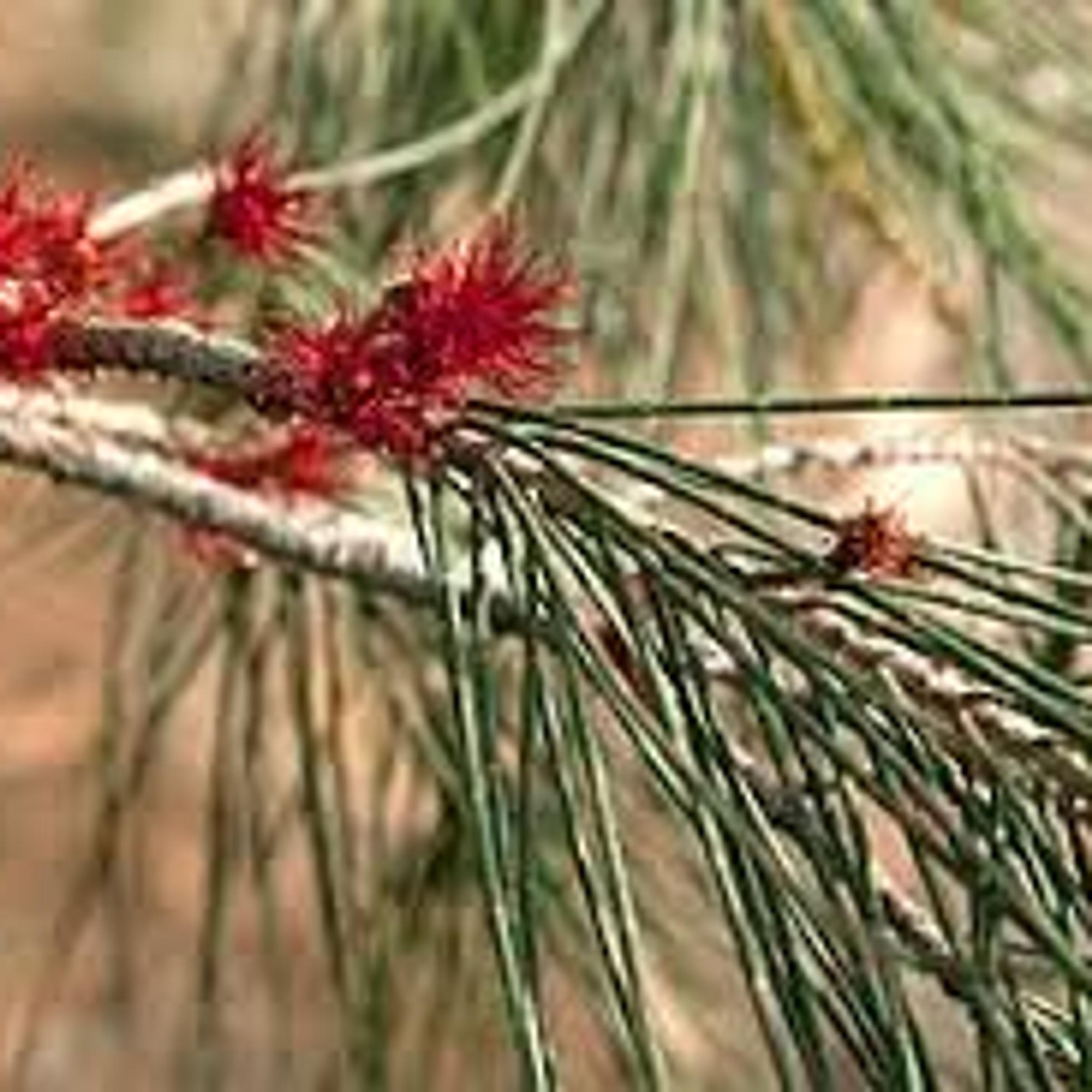 Drooping Sheoak
