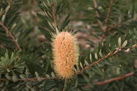 Banksia marginata