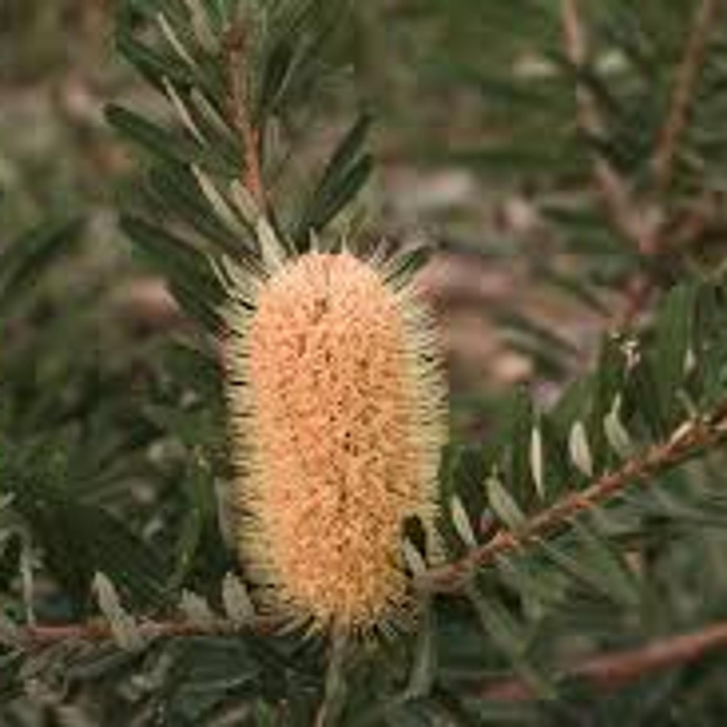 Banksia marginata