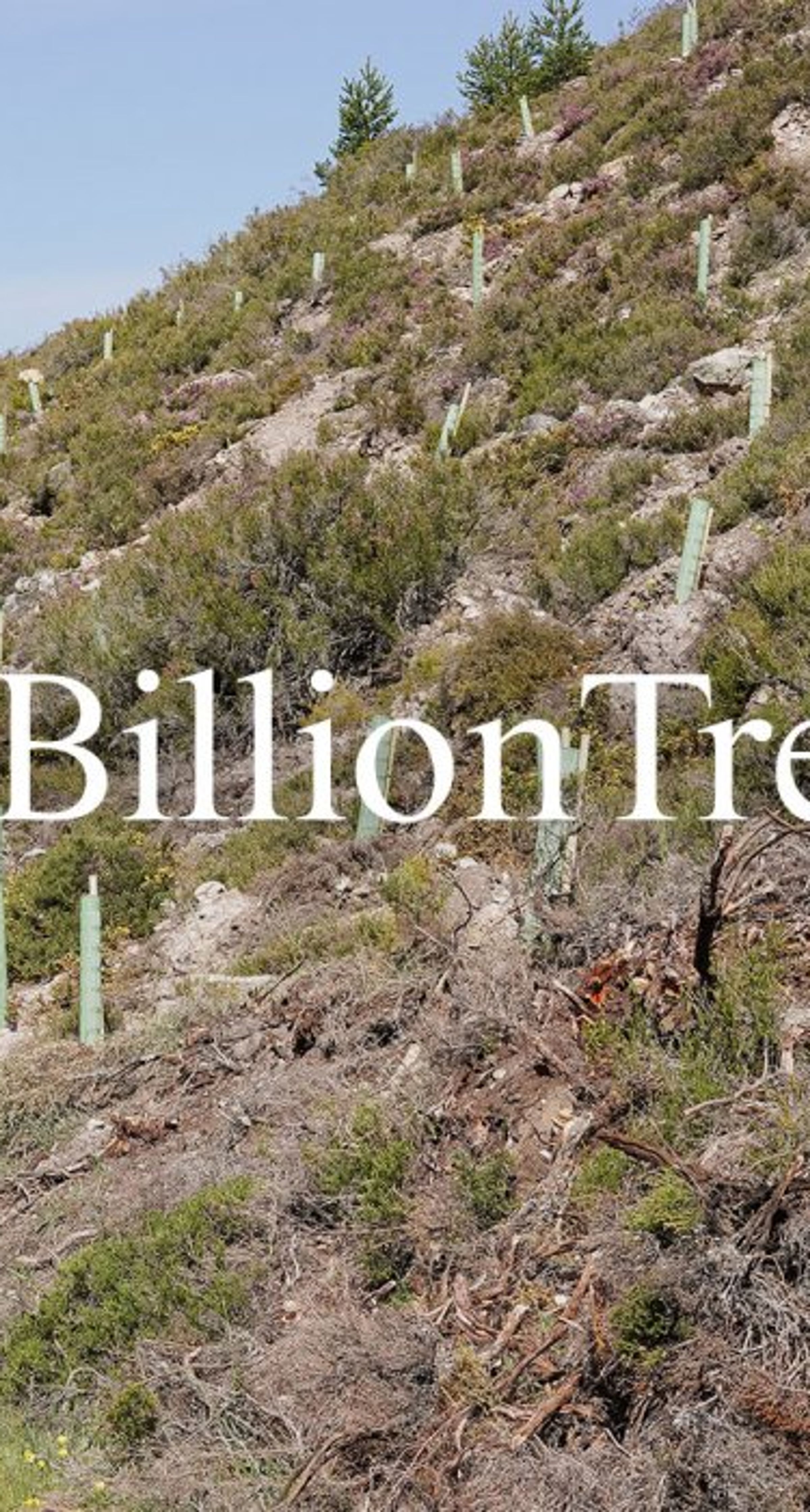 Land Life joins the EU 3 Billion Trees Pledge