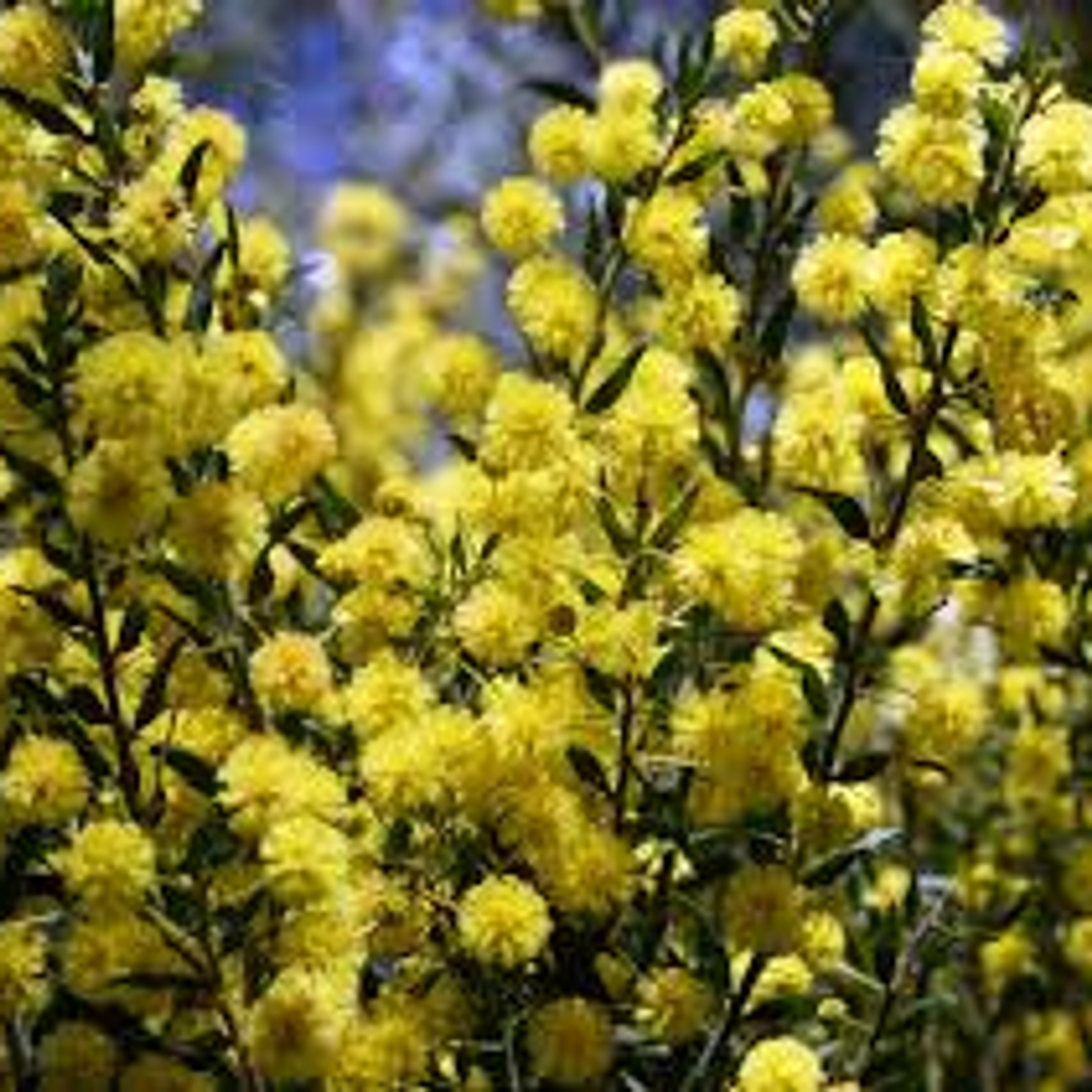 Wattle