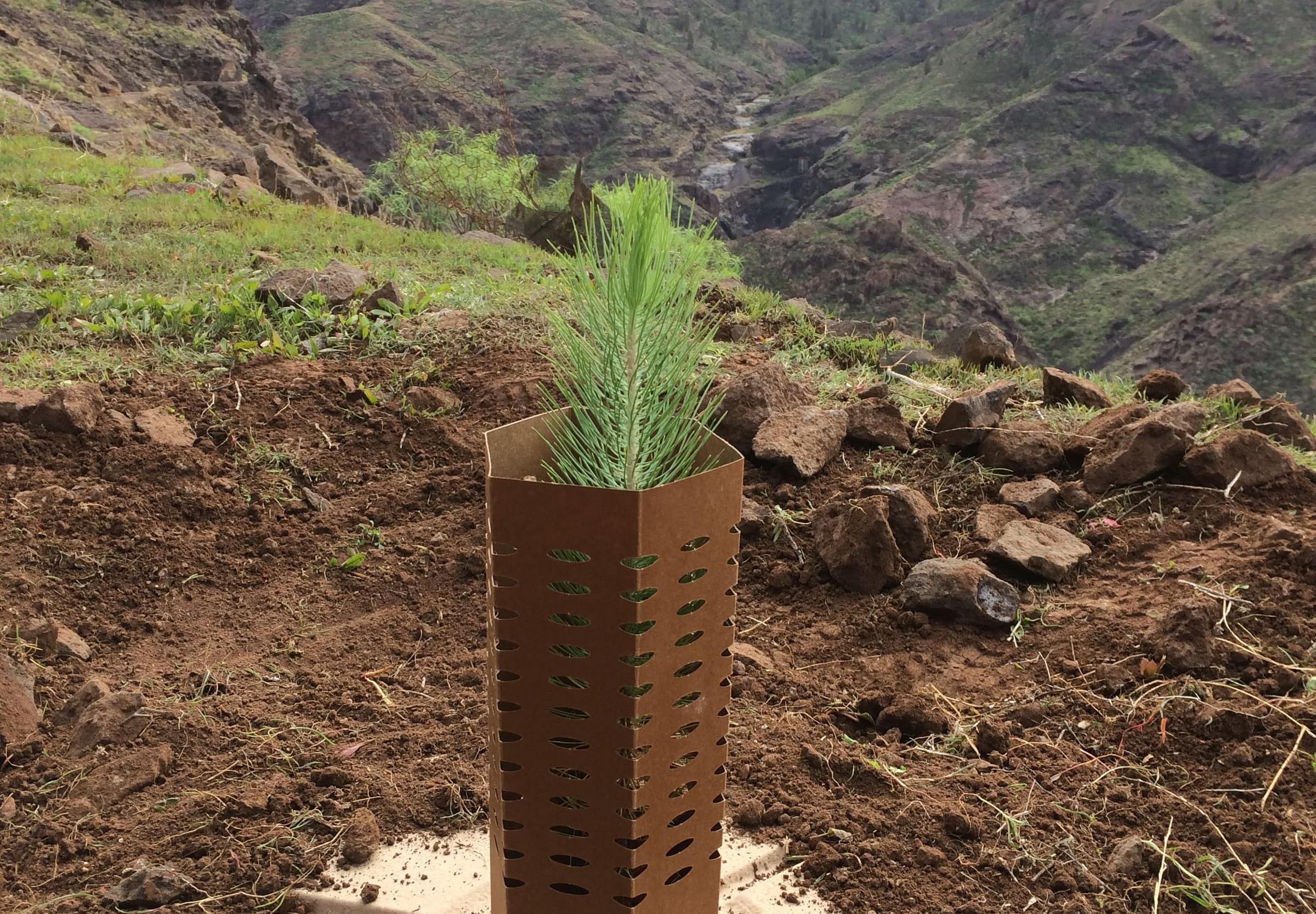 Sapling planted on carbon reforestation site in tree guard