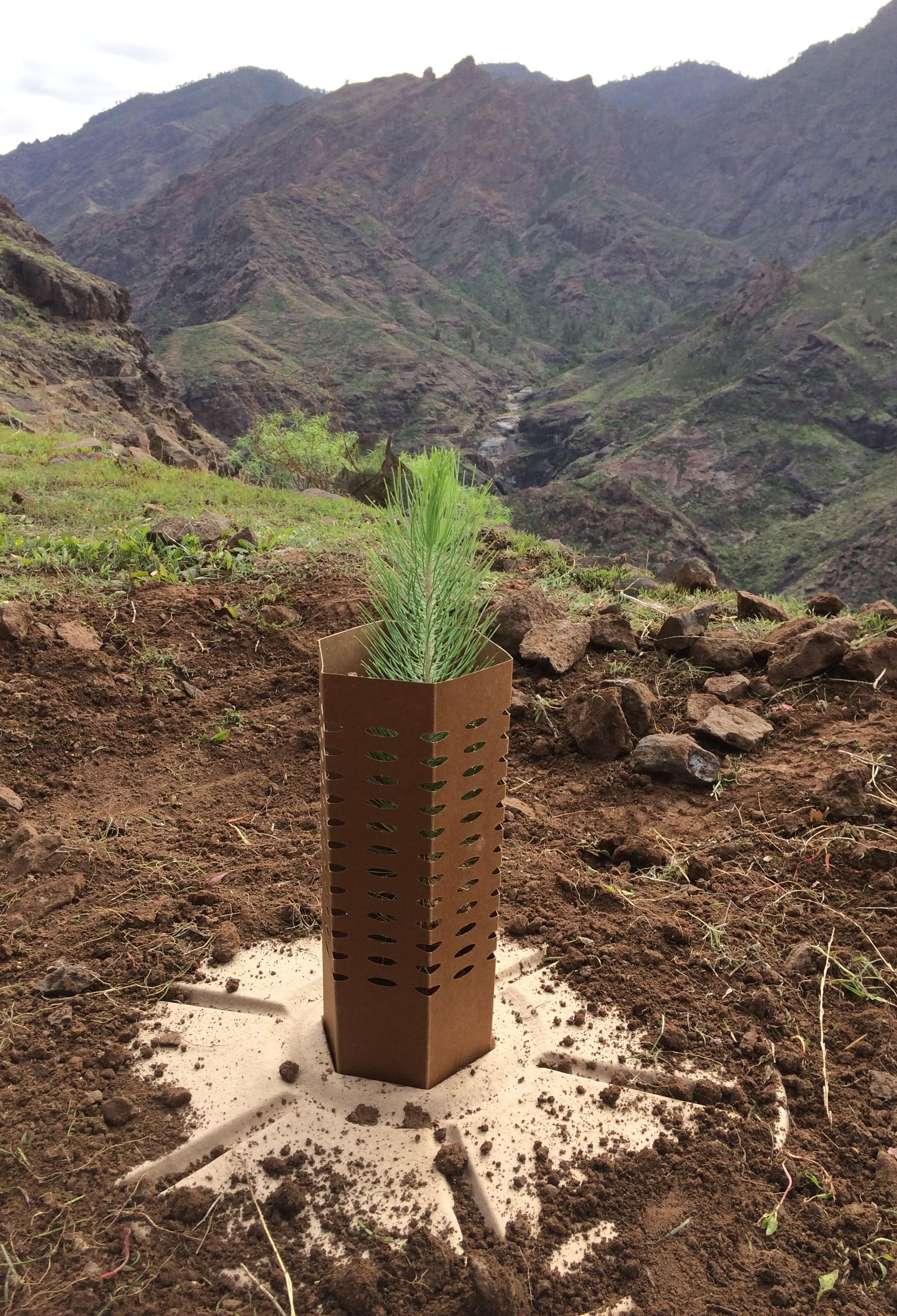 Sapling planted on carbon reforestation site in tree guard