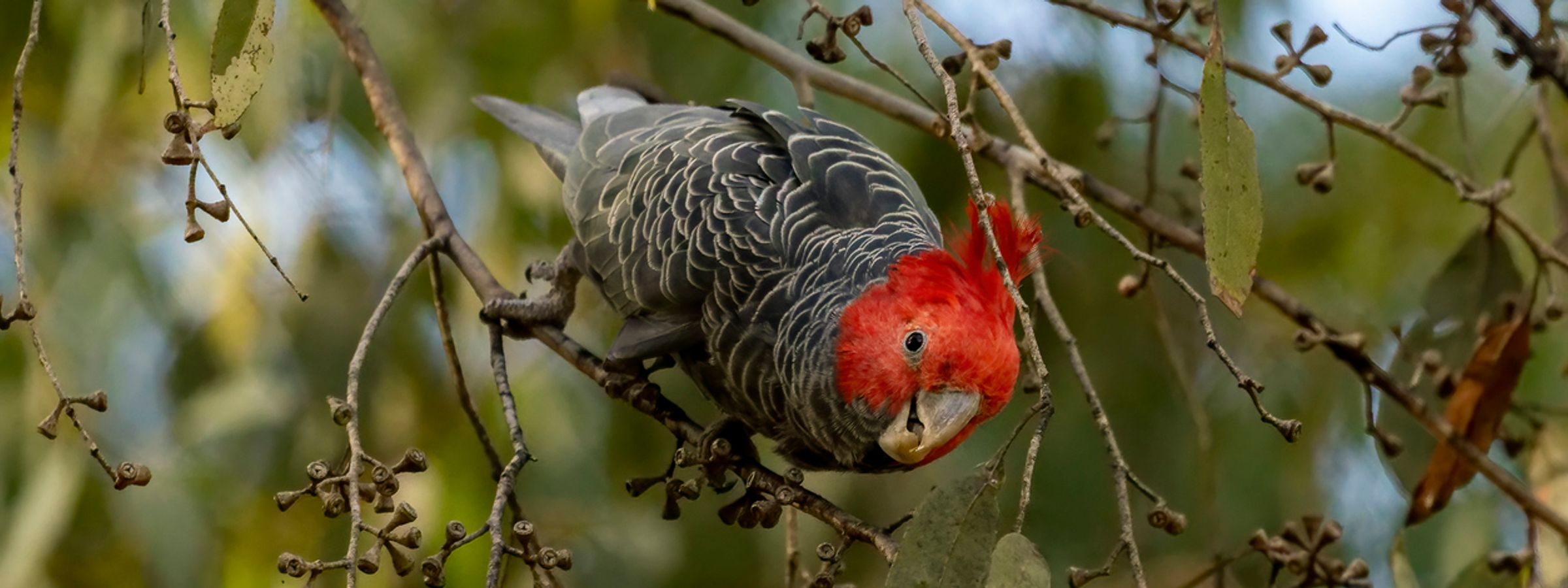 Gang Gang Cockatoo