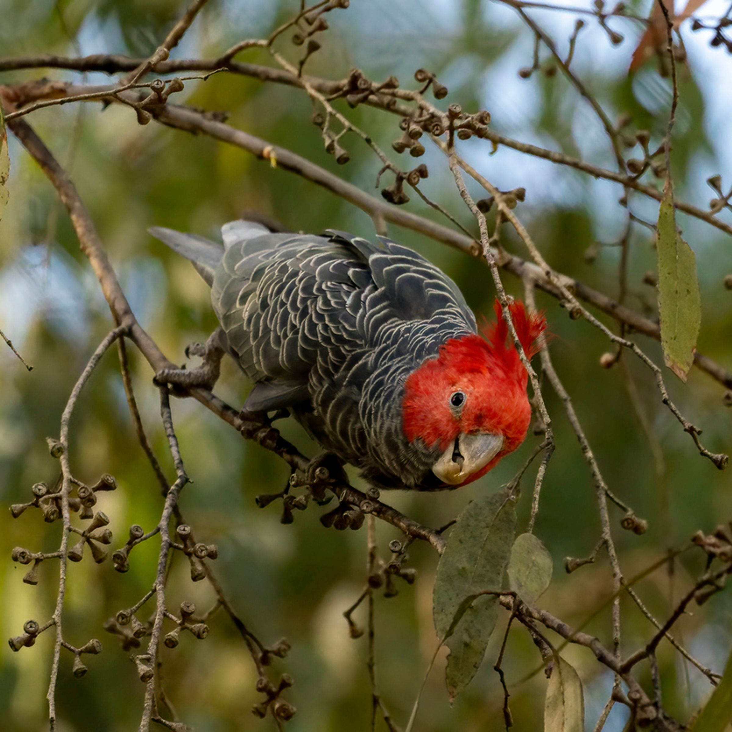 Gang Gang cockatoo