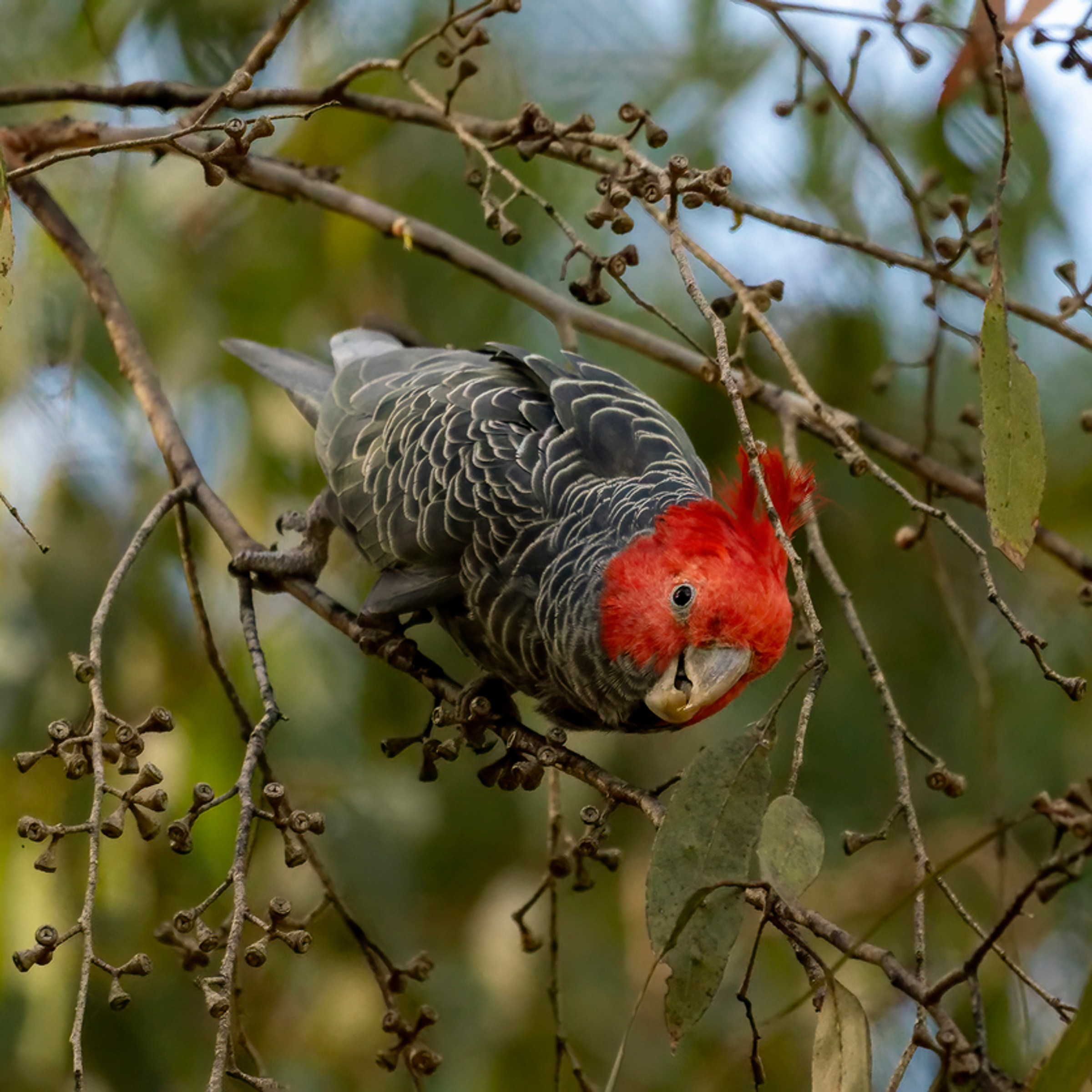 Gang Gang cockatoo