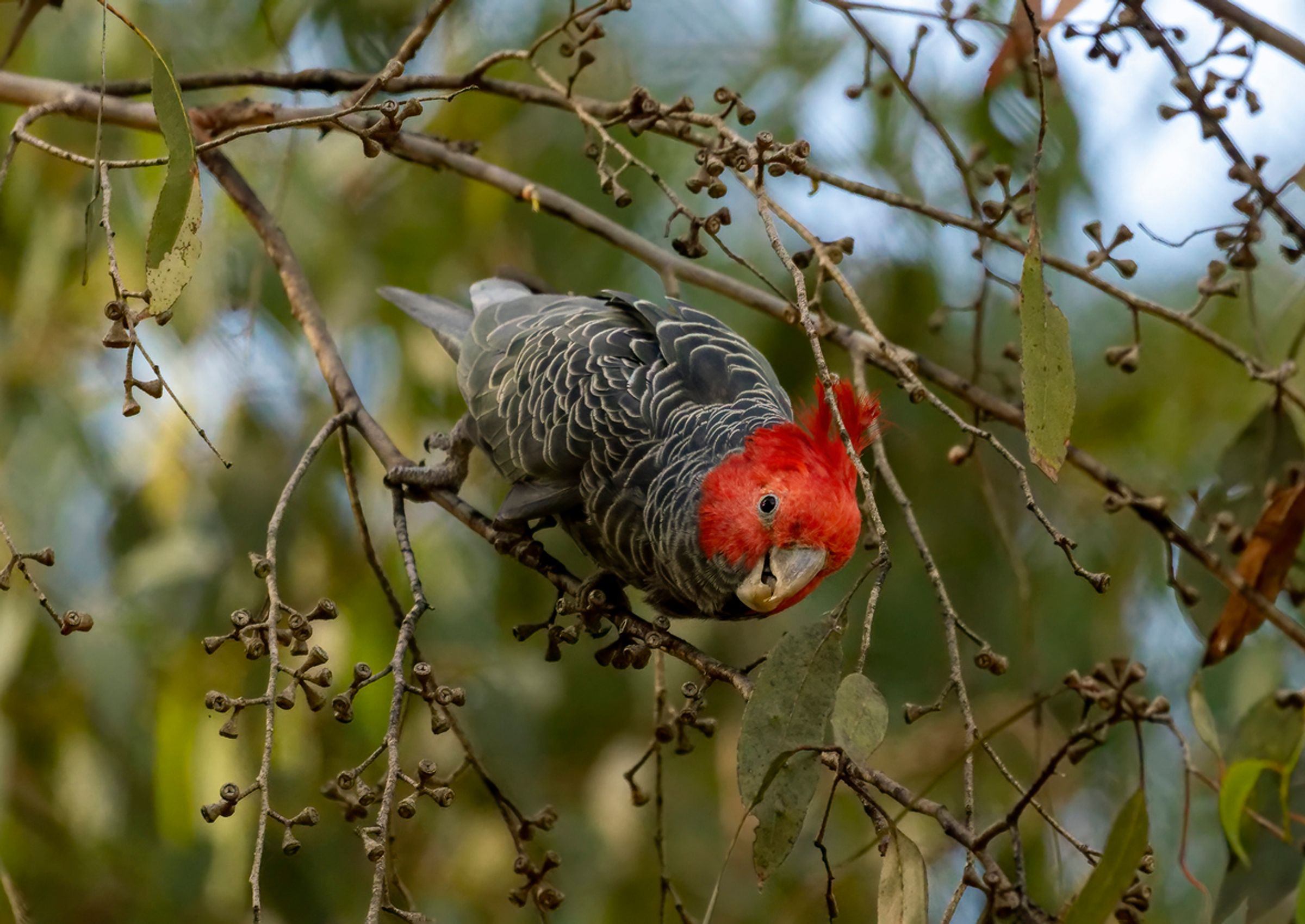 Gang Gang Cockatoo