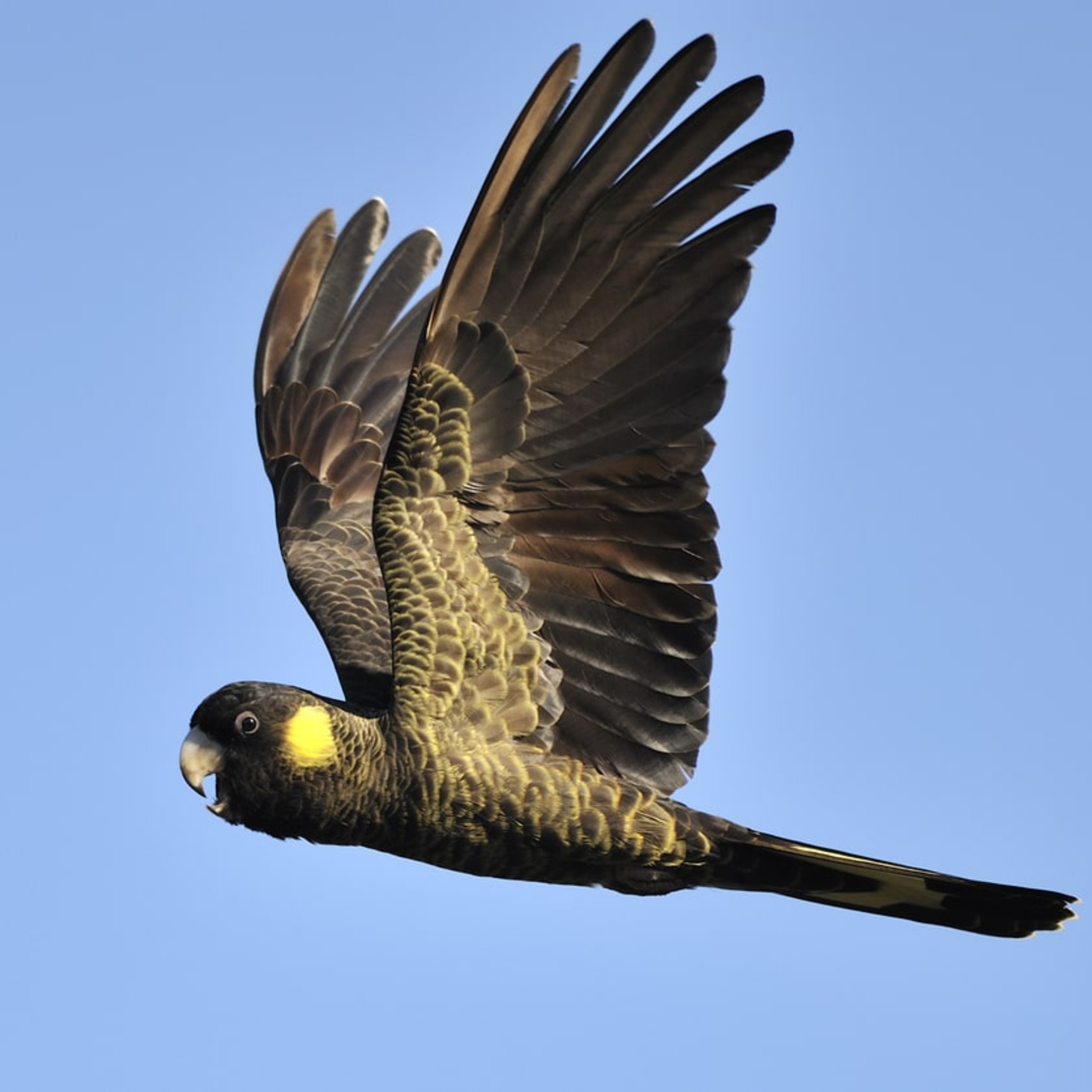black cockatoo