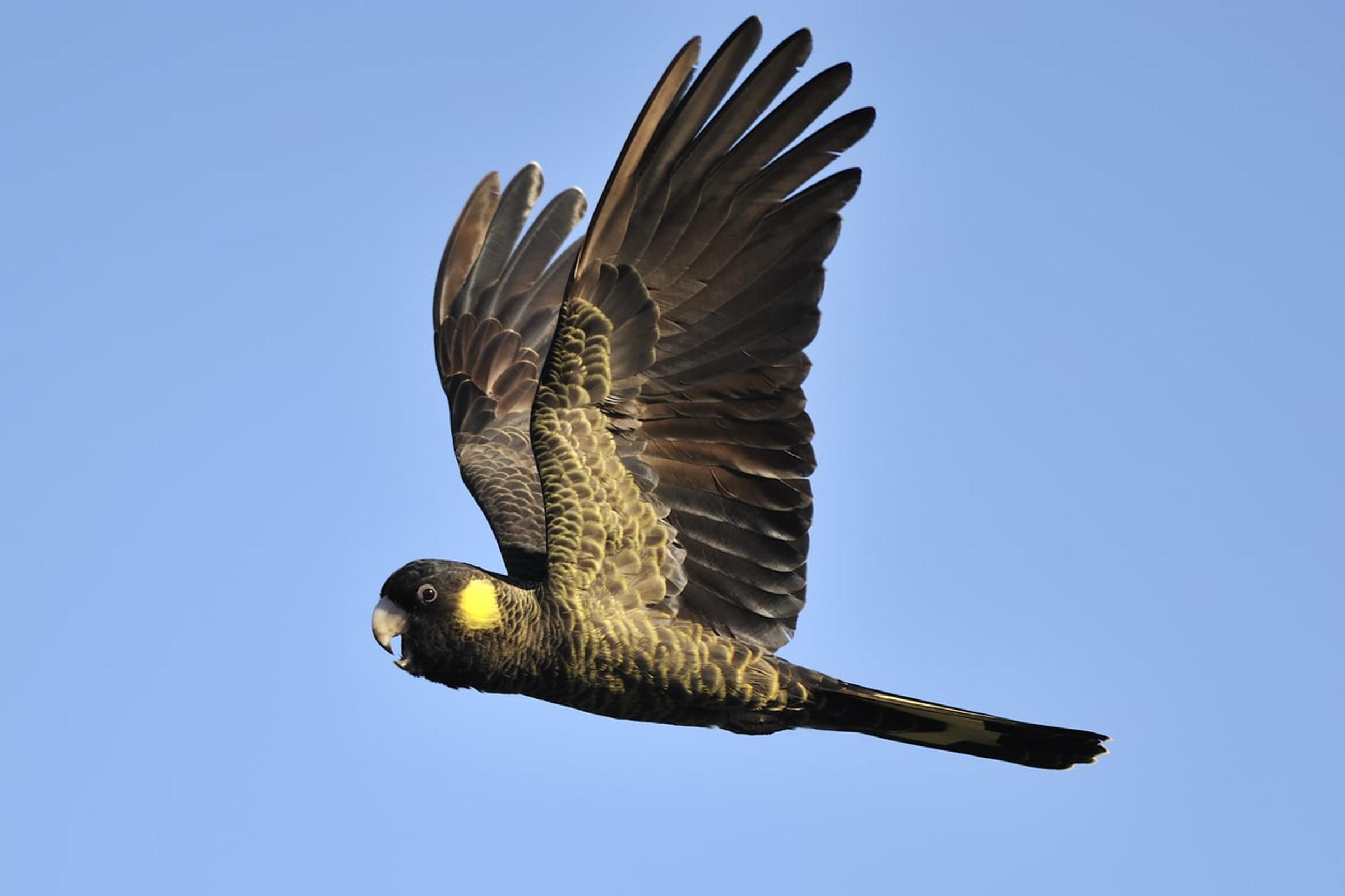 black cockatoo flying