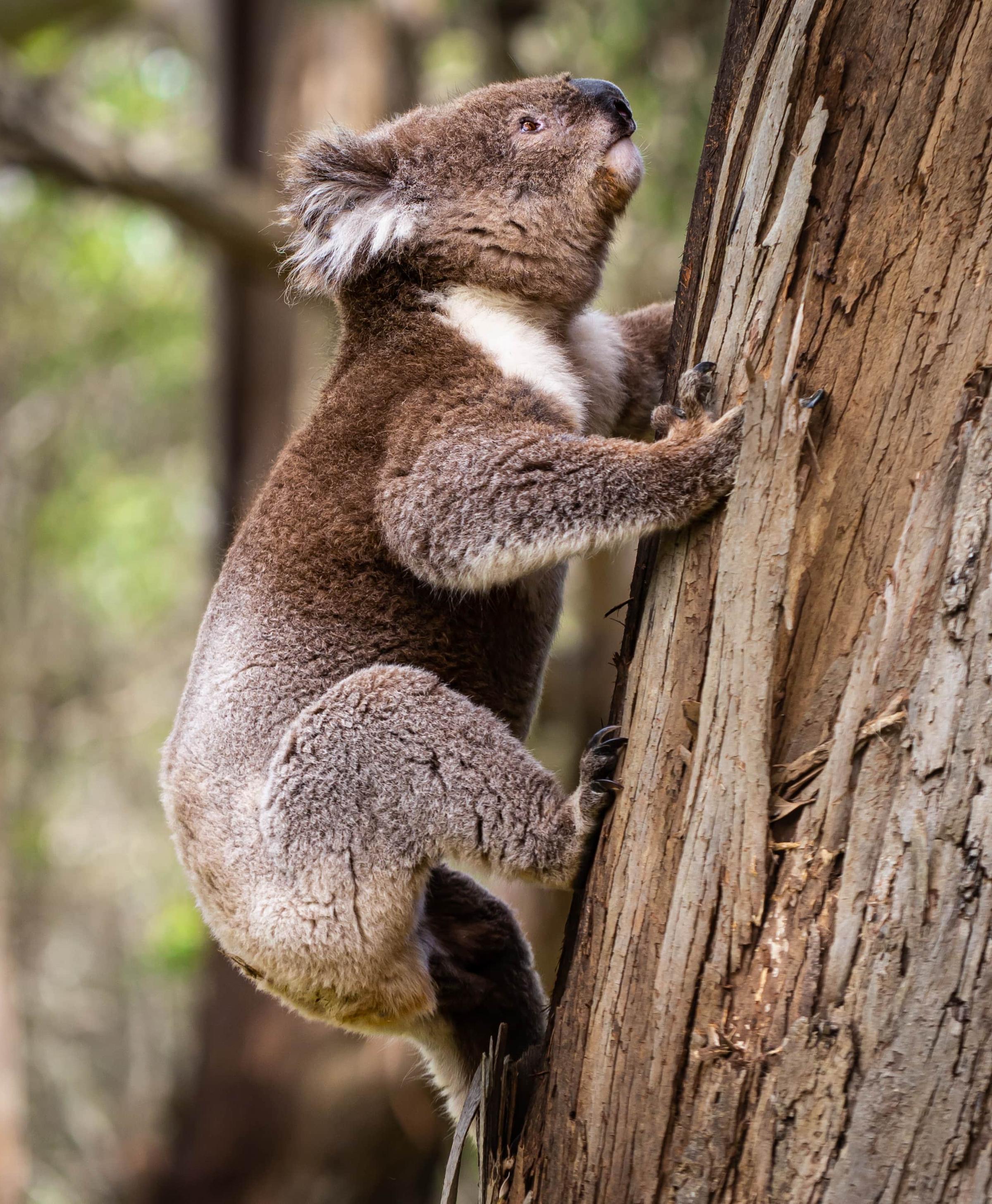 Koala climbing tree