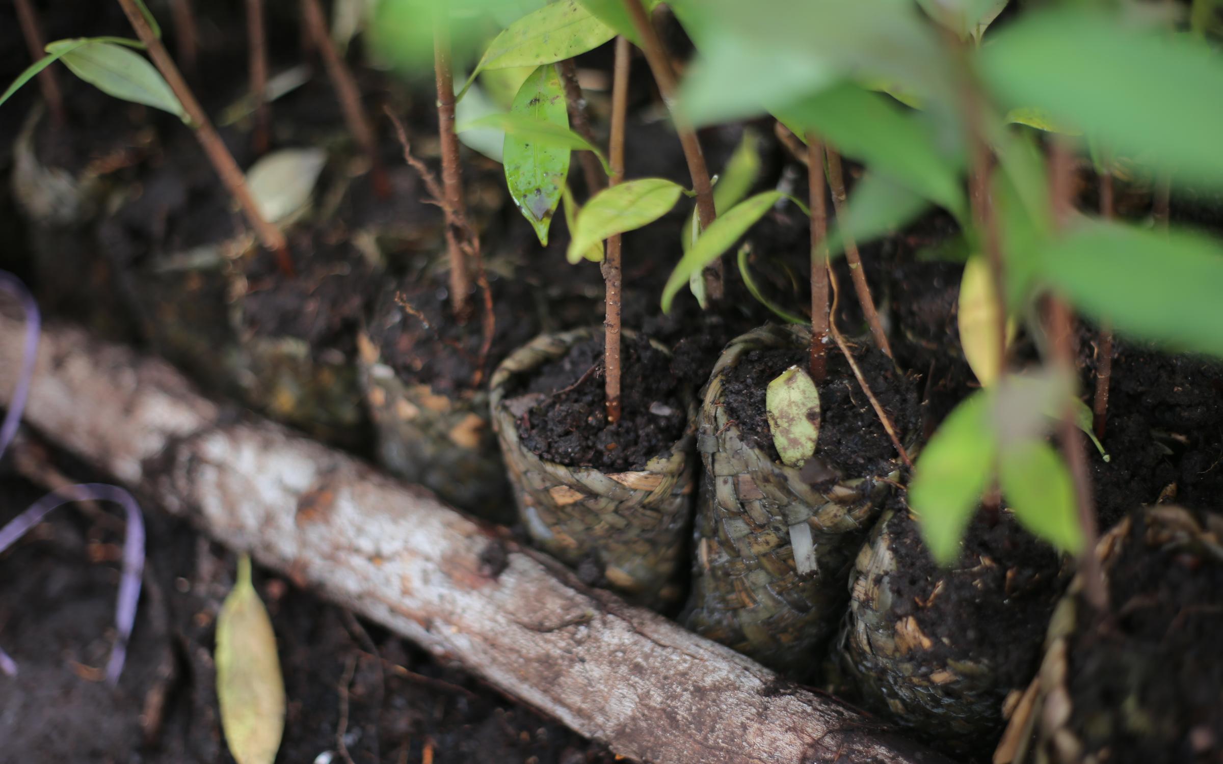 Biodiversity at COP16