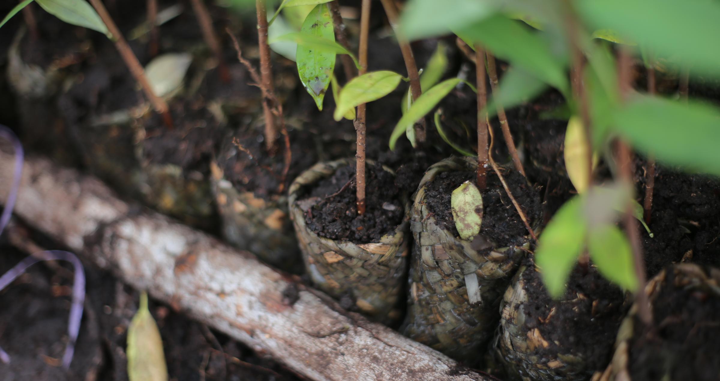 Reflections from Land Life at COP16