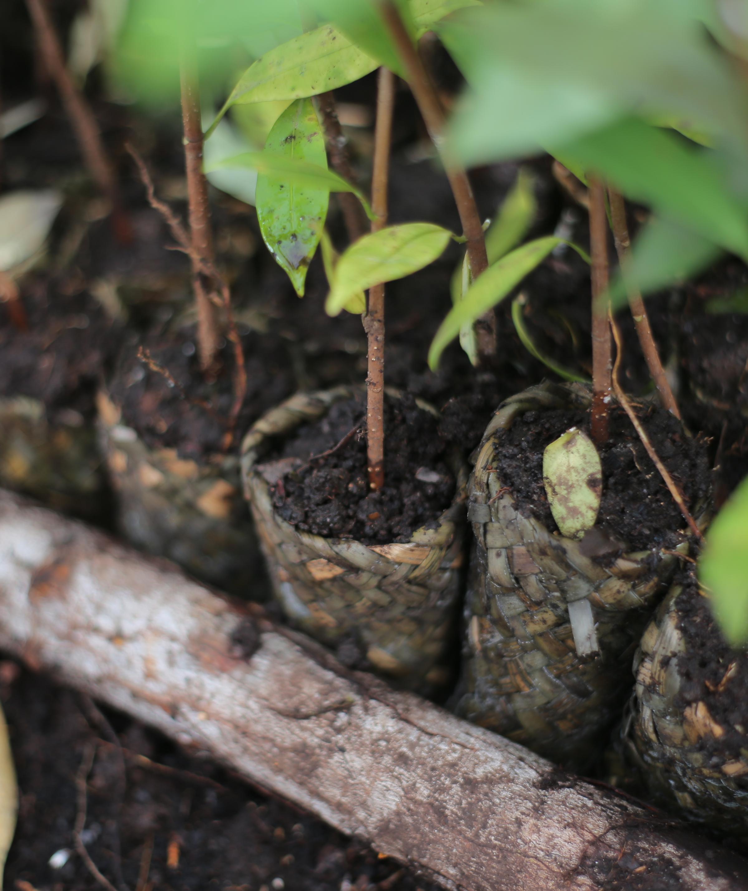 Reflections from Land Life at COP16