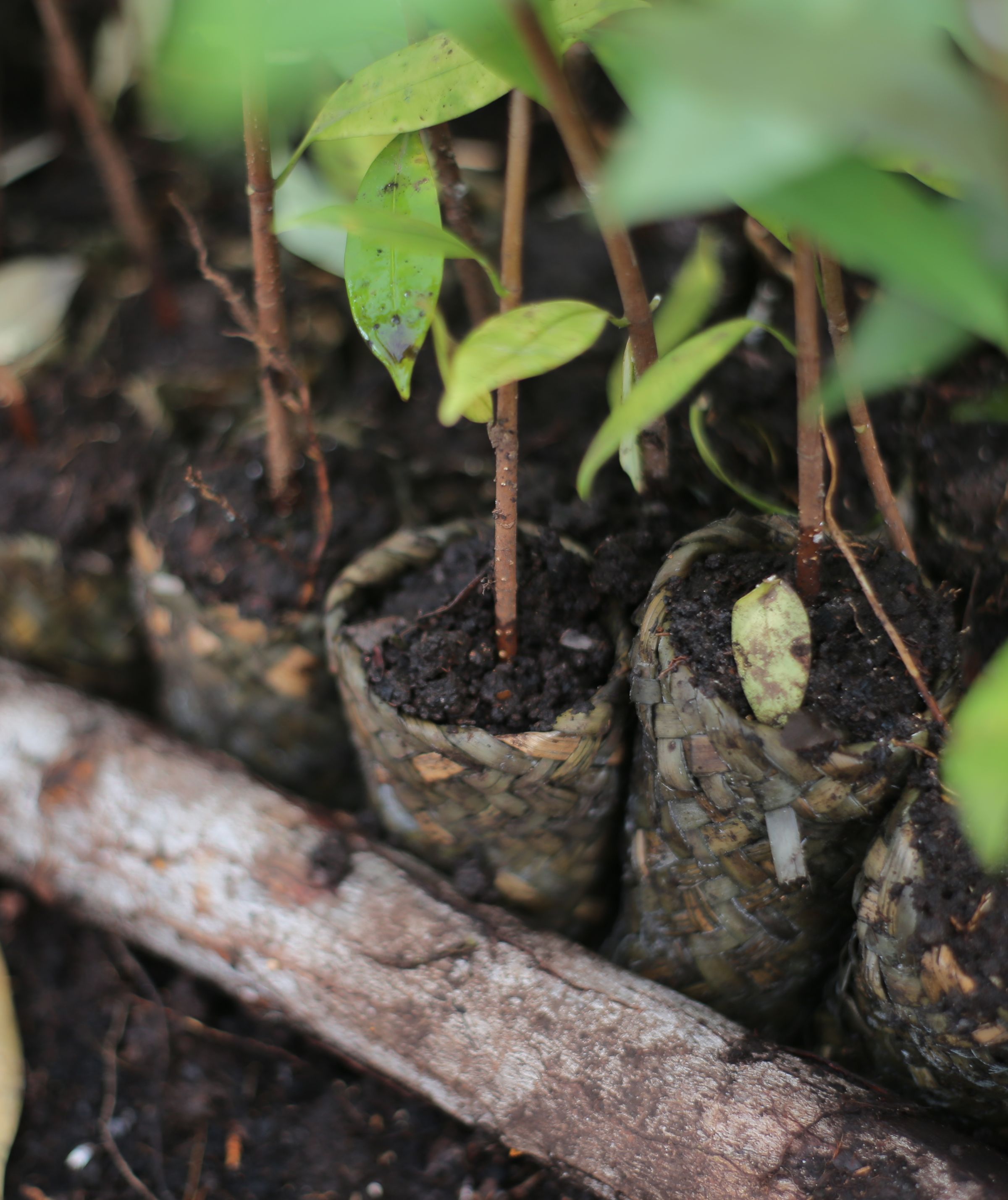 Reflections from Land Life at COP16