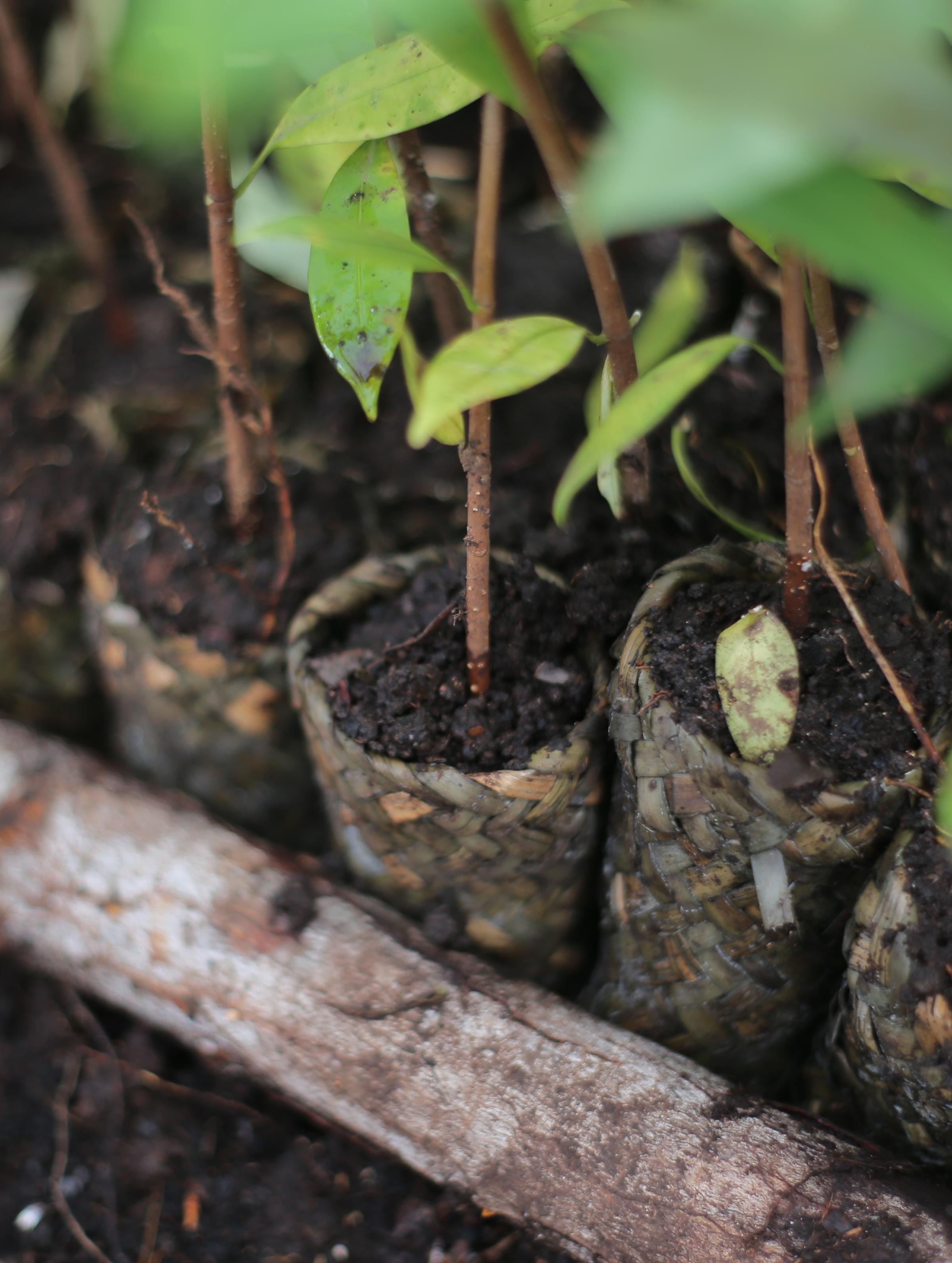Reflections from Land Life at COP16
