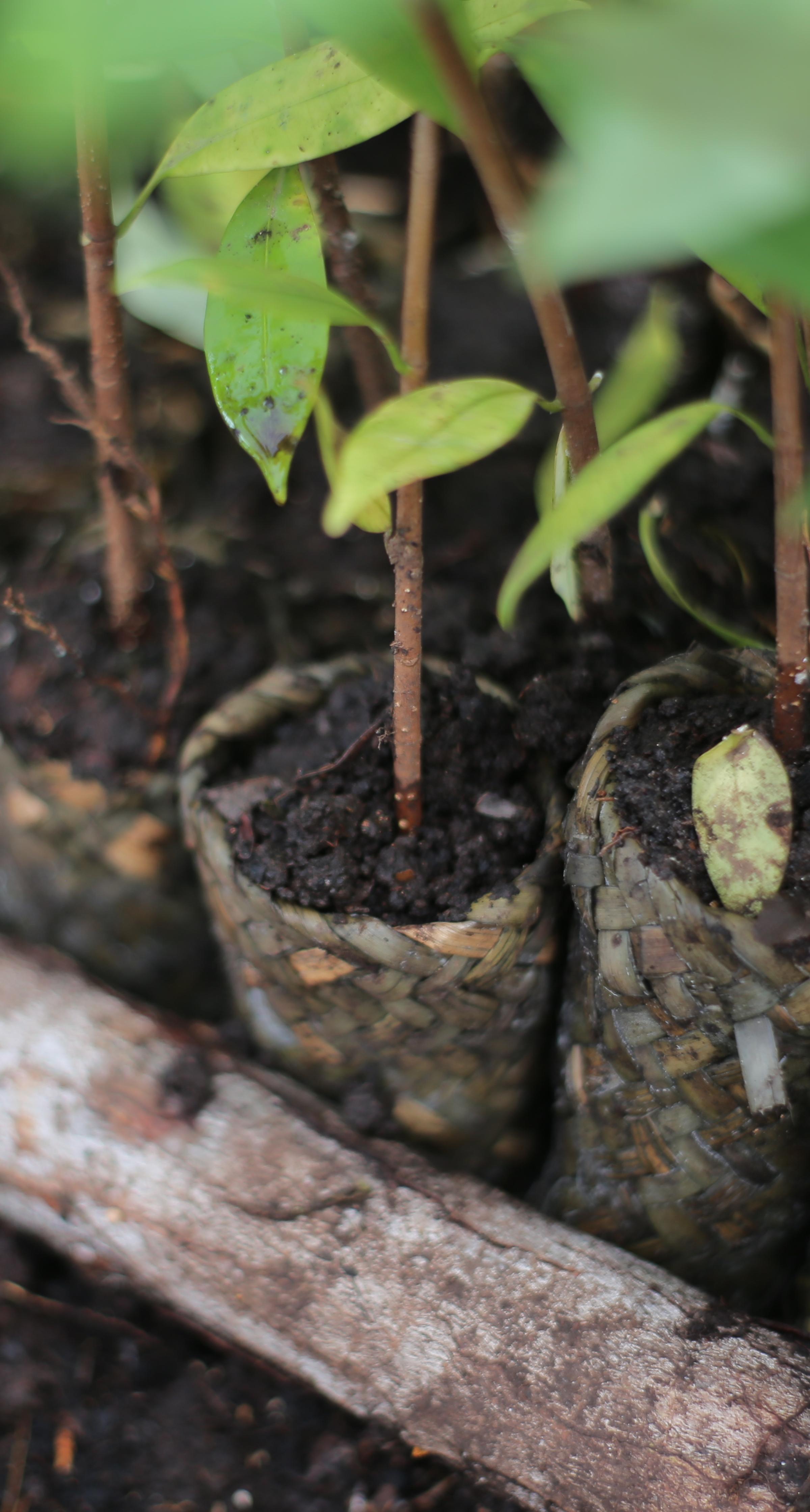Biodiversity at COP16