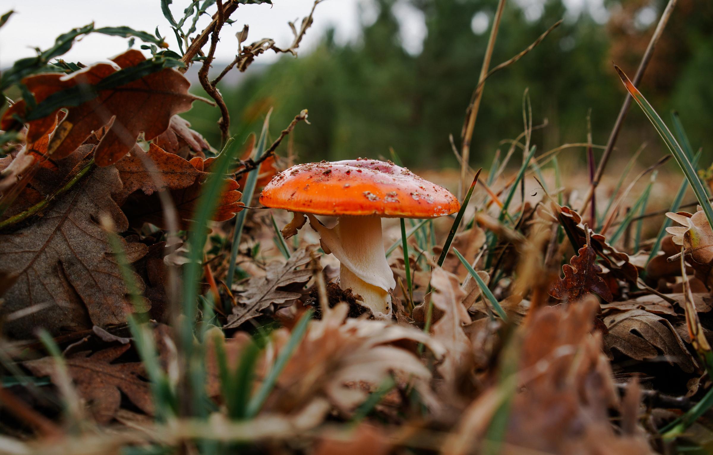 Biodiversity - Mushrooms