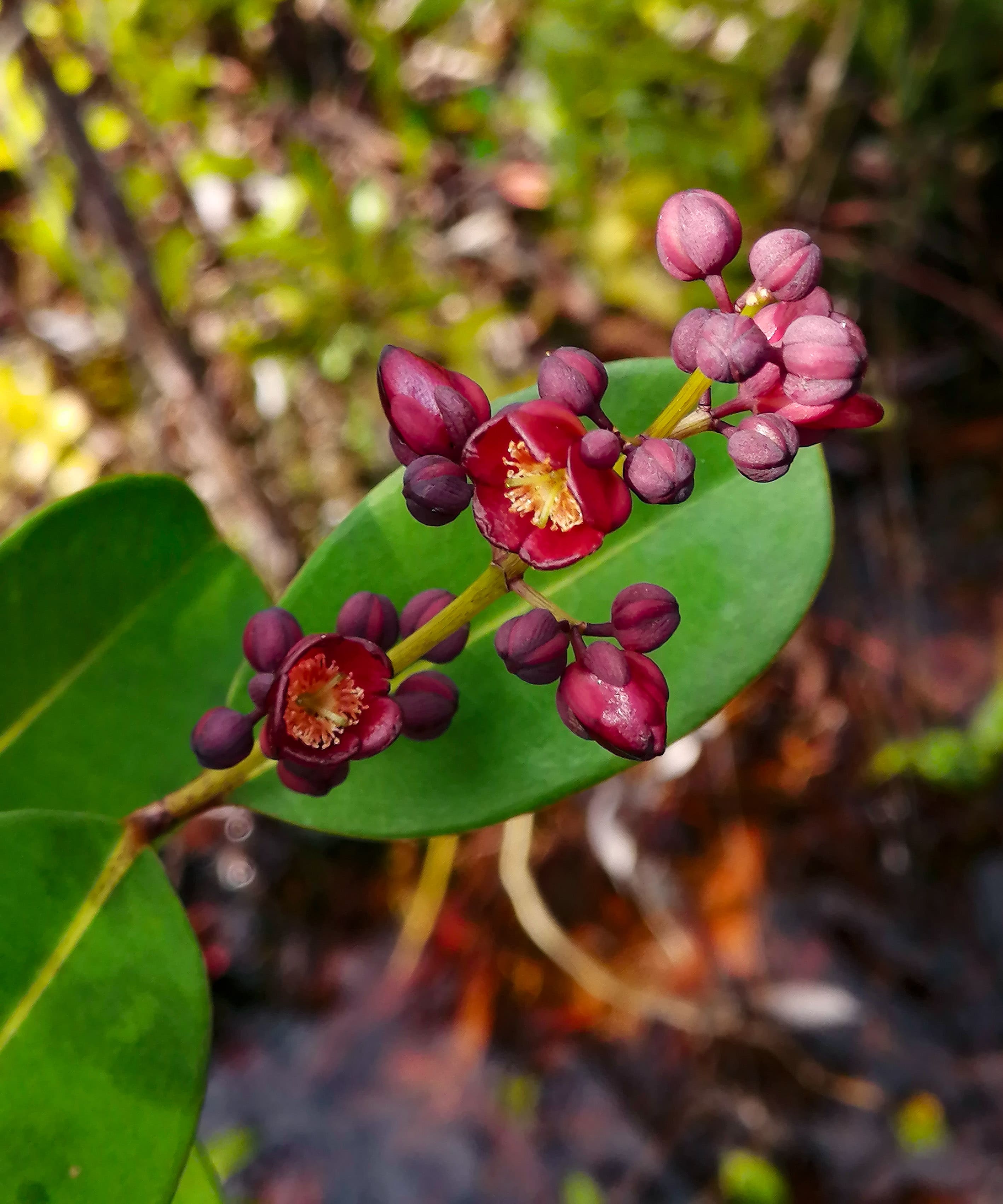 Tropical plant in Borneo